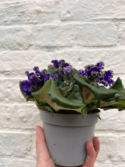 Saintpaulia ionatha (African violet)