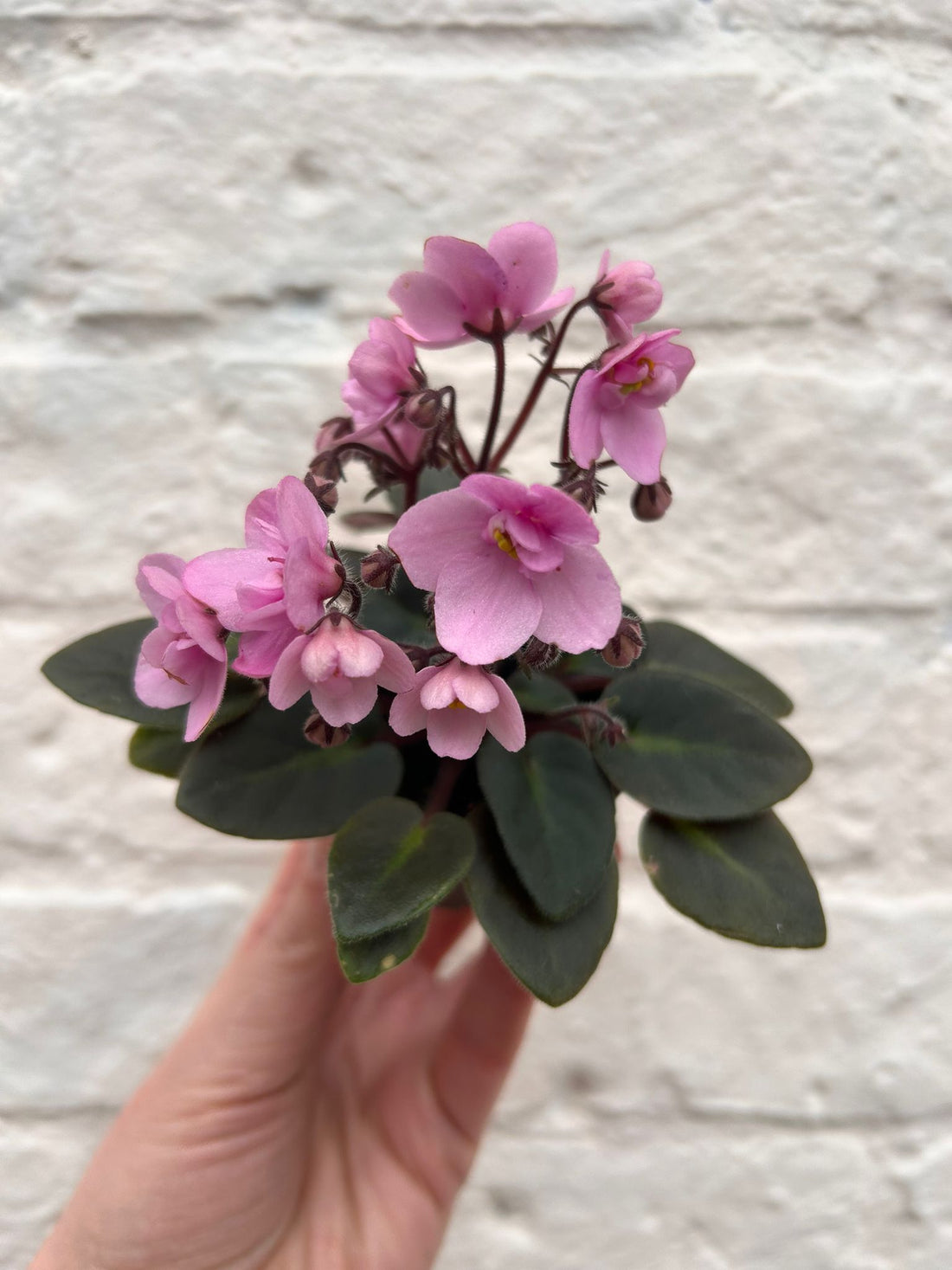 Saintpaulia ionatha (African violet)