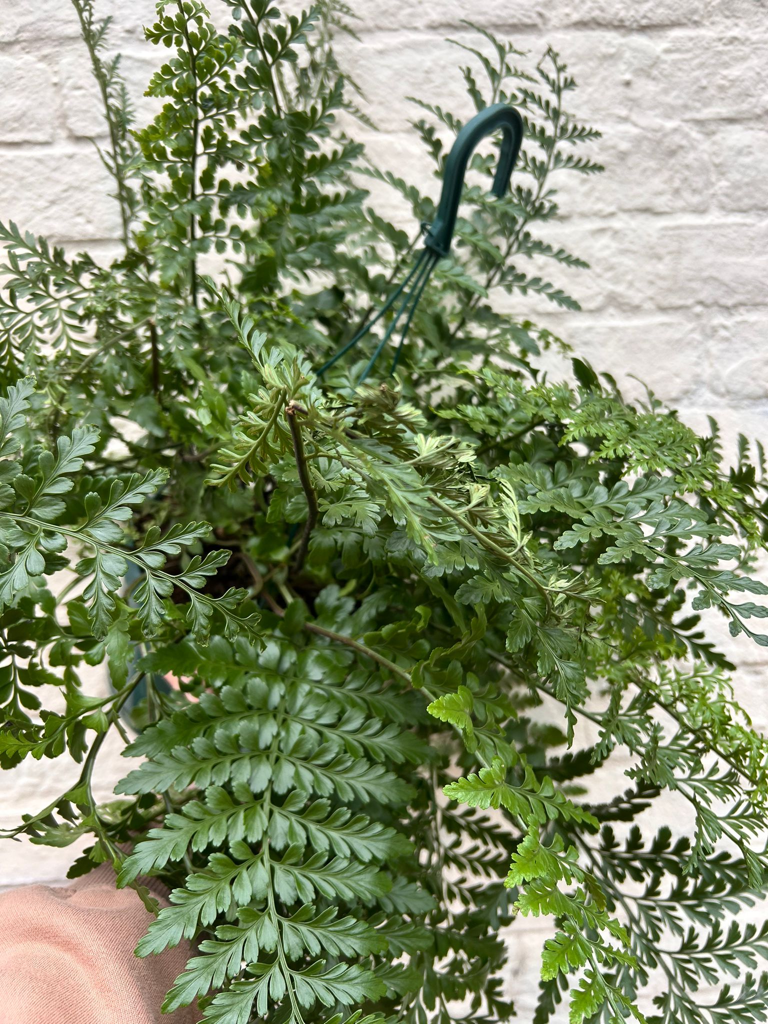 Asplenium parvati (Mother fern in hanging pot)