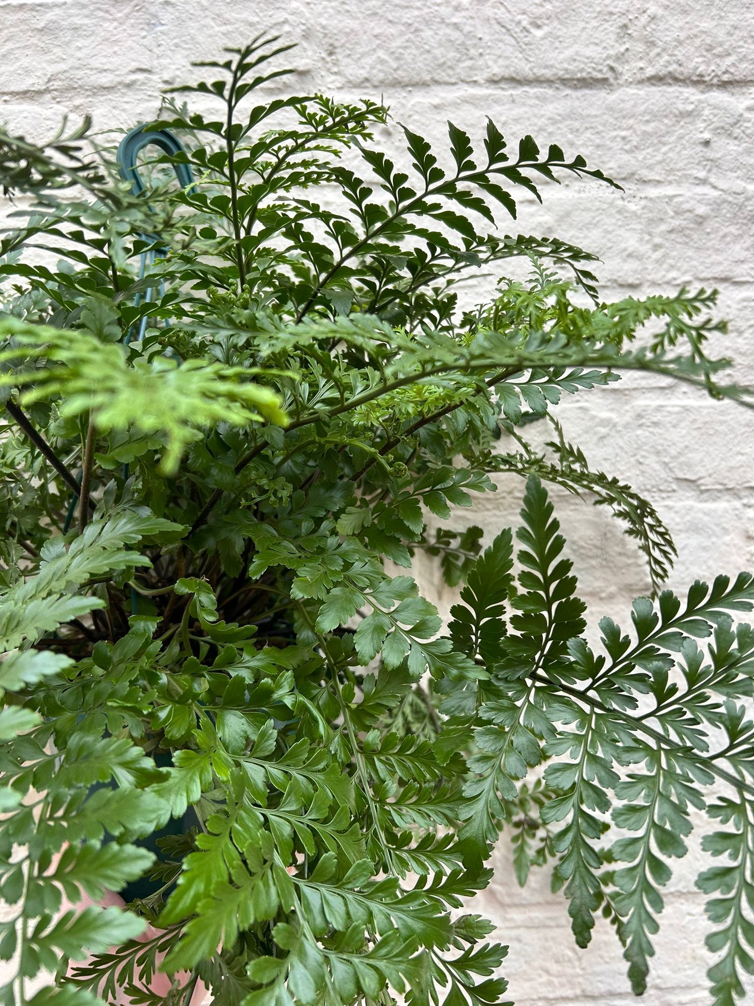 Asplenium parvati (Mother fern in hanging pot)