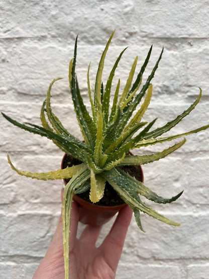 Aloe humulis variegata (Aloe succulent)