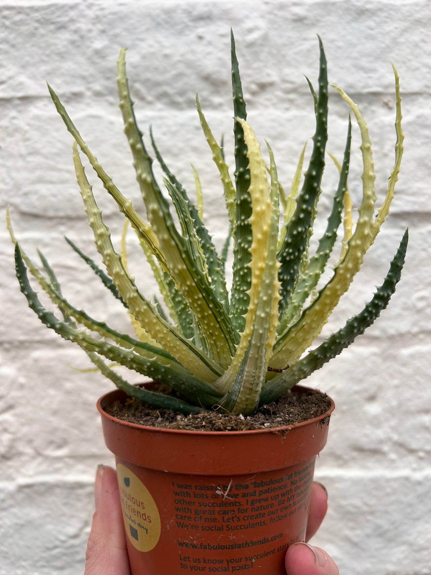 Aloe humulis variegata (Aloe succulent)