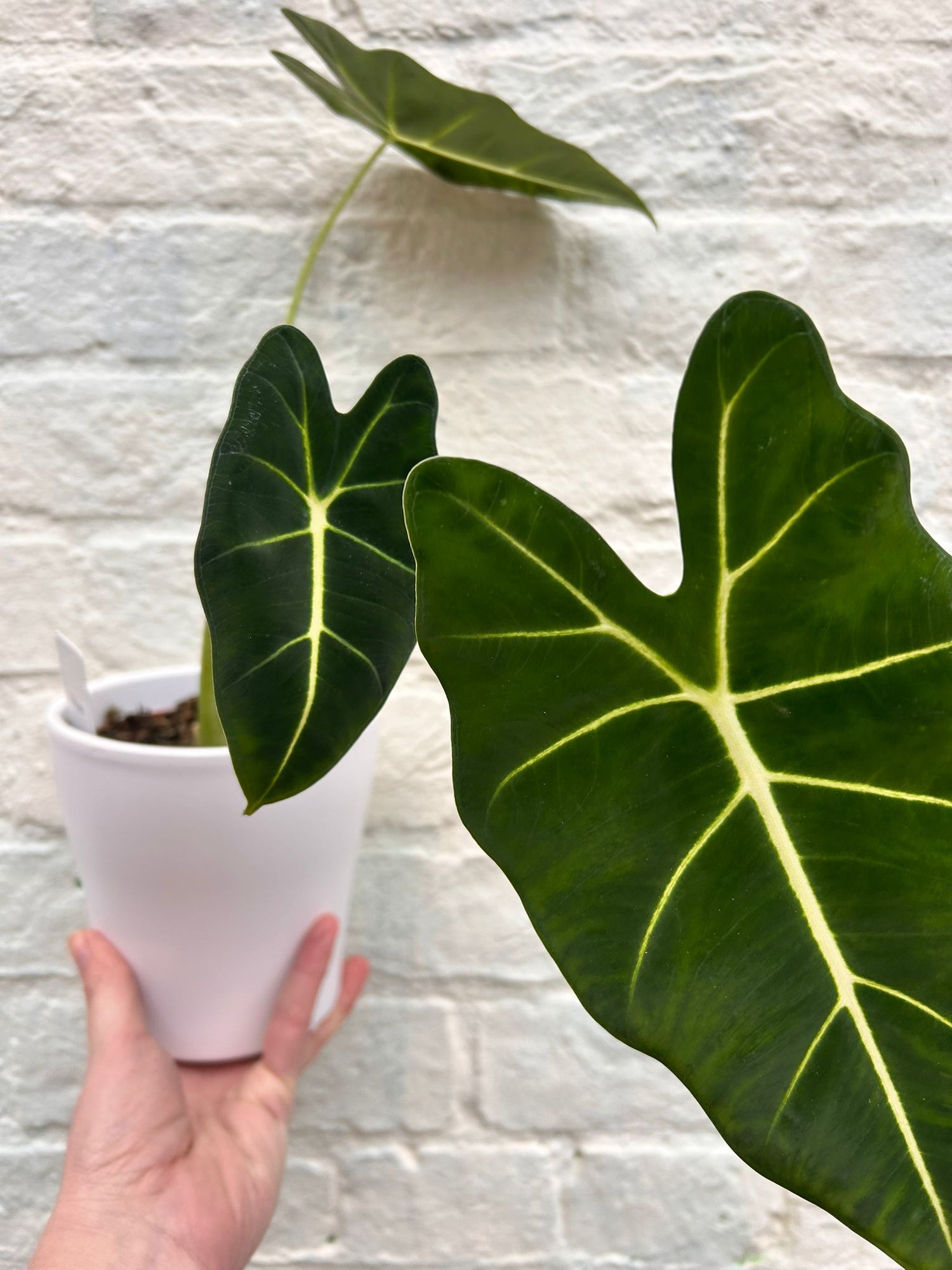 Alocasia micholitziana &