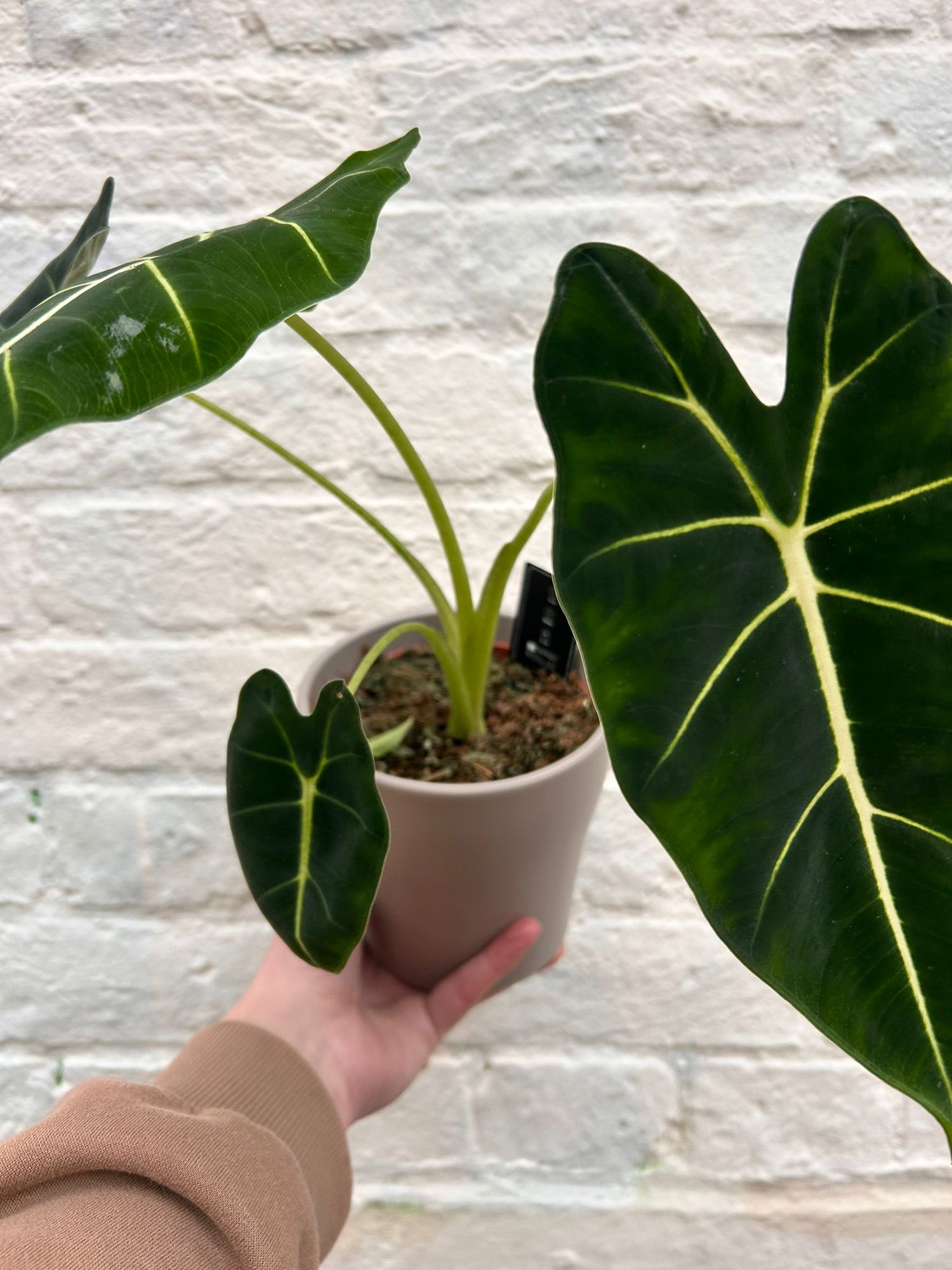 Alocasia micholitziana &