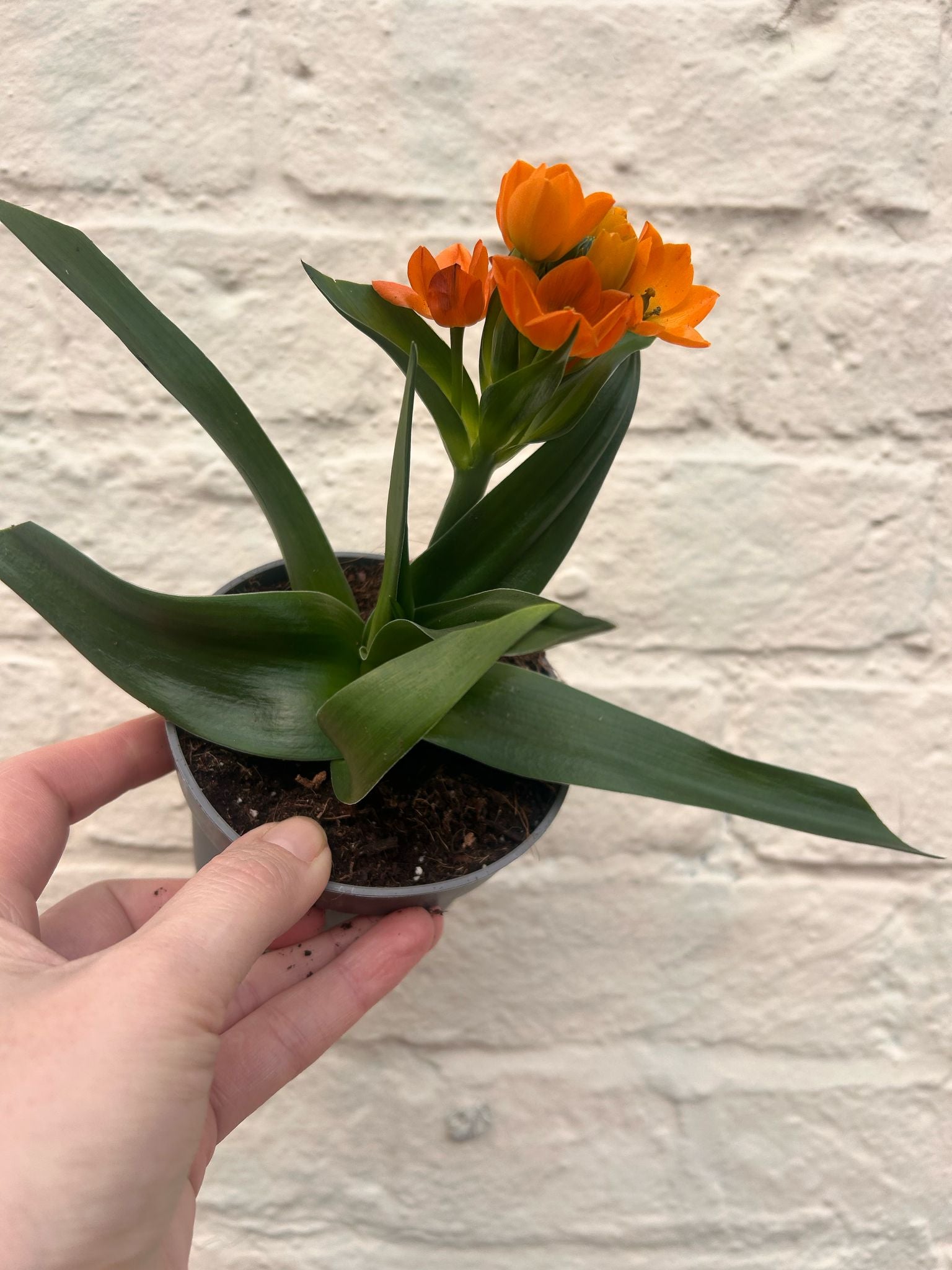 Ornithogalum dubium (Star of Bethlehem, Orange Star Flower)