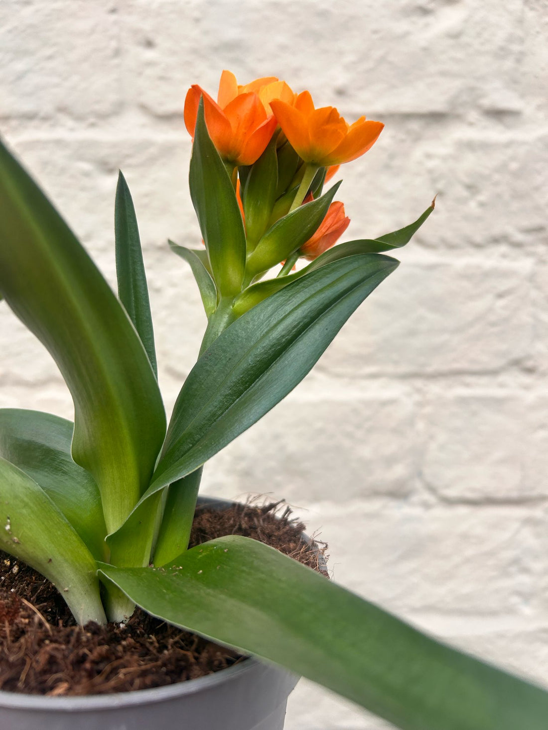 Ornithogalum dubium (Star of Bethlehem, Orange Star Flower)