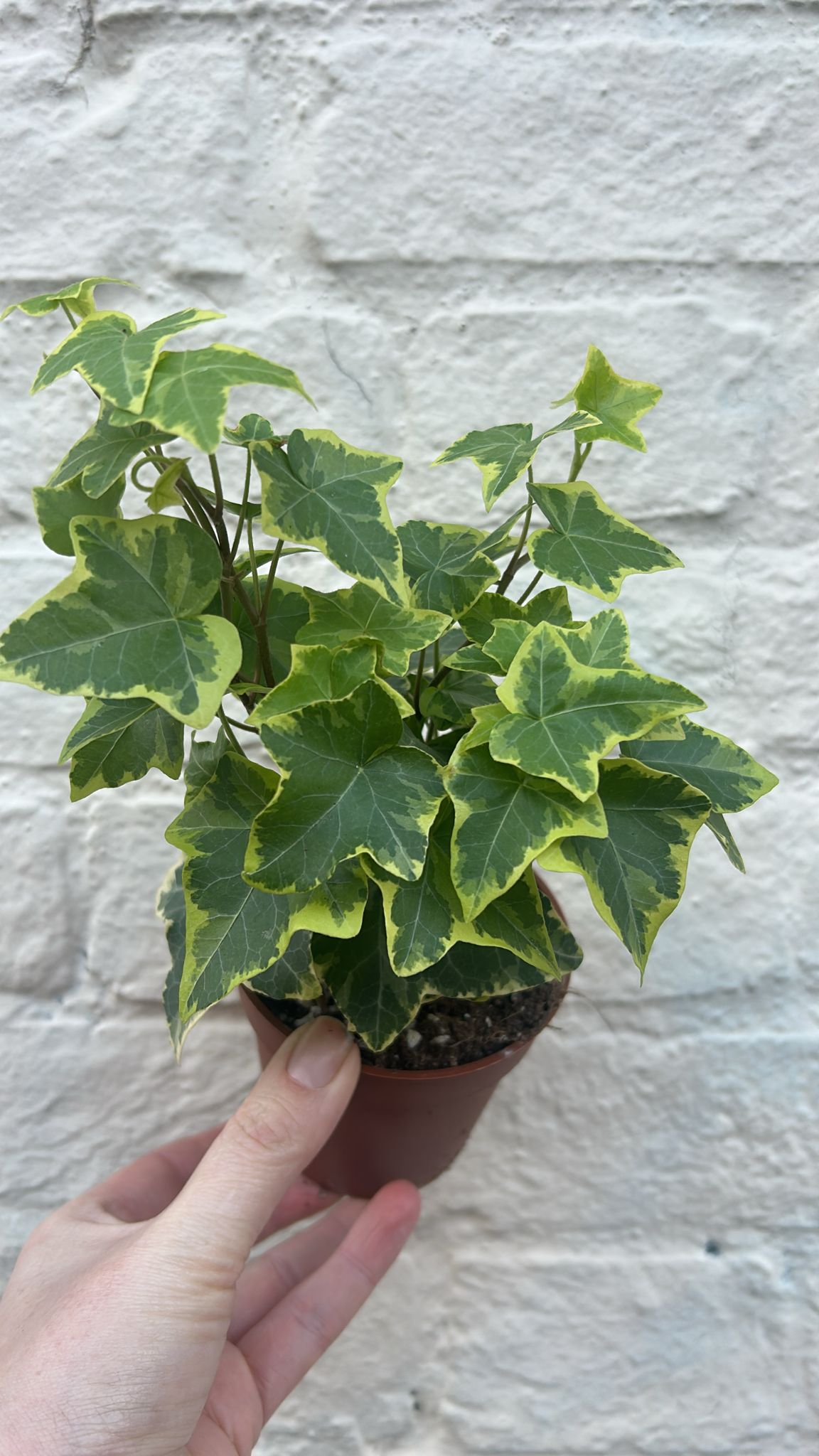 Hedera helix &