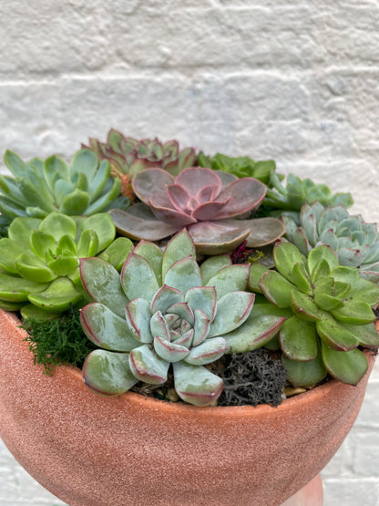 Round Bowl Open Terrarium