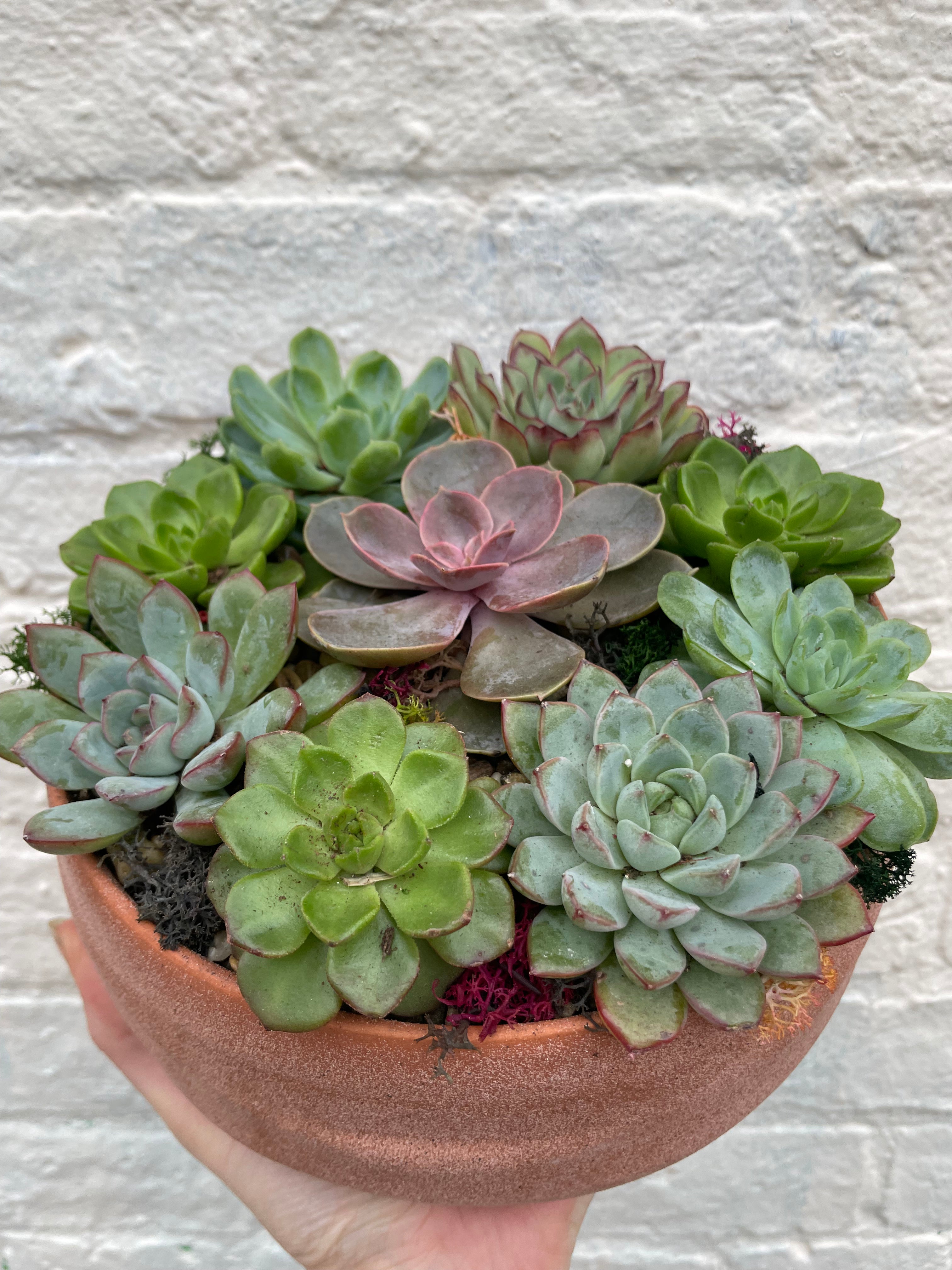 Round Bowl Open Terrarium