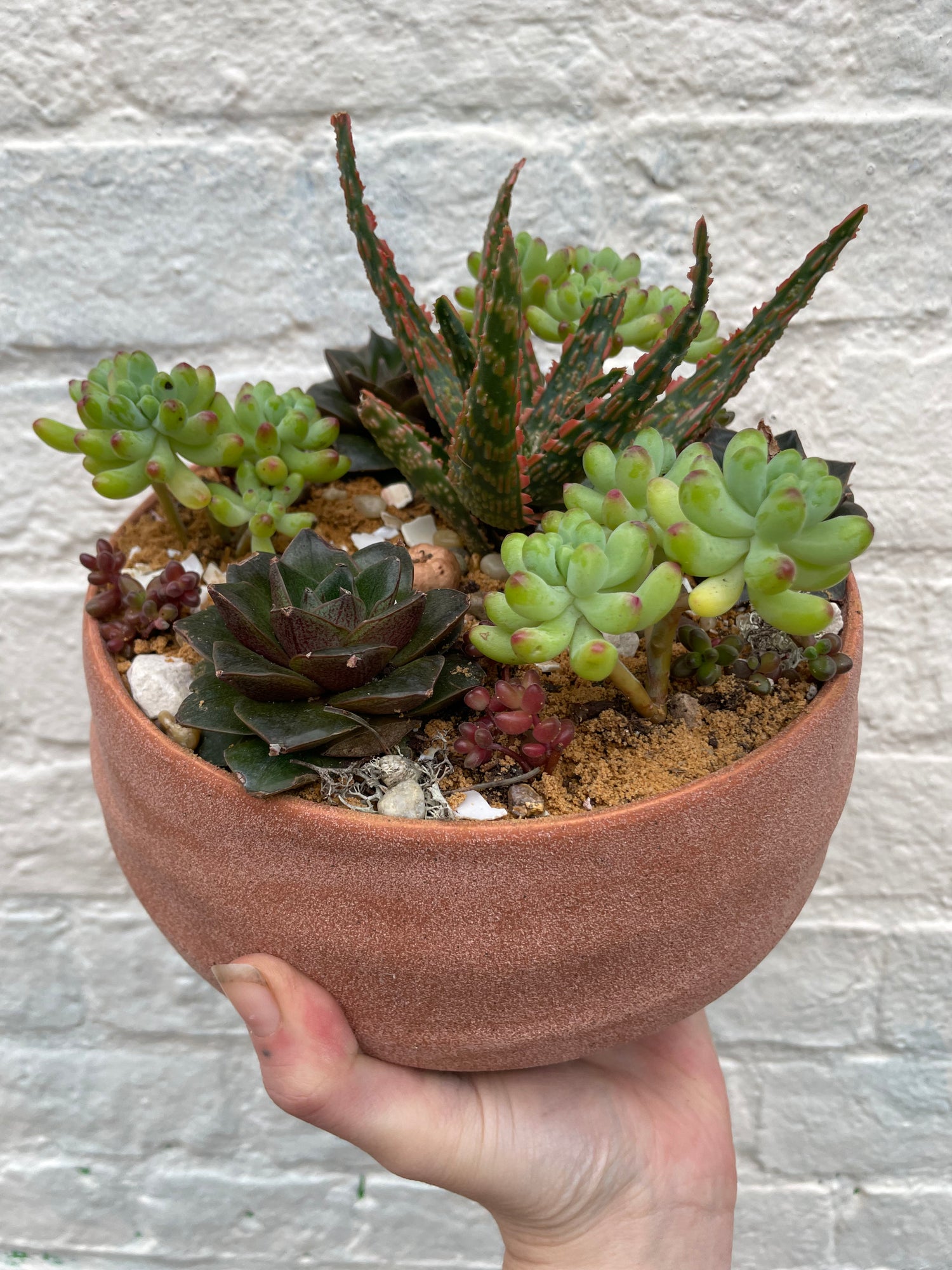 Round Bowl Open Terrarium