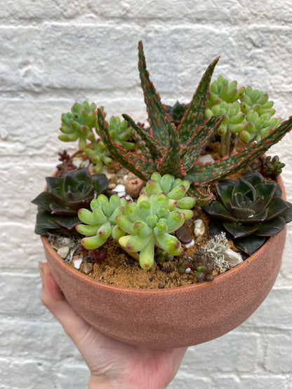 Round Bowl Open Terrarium