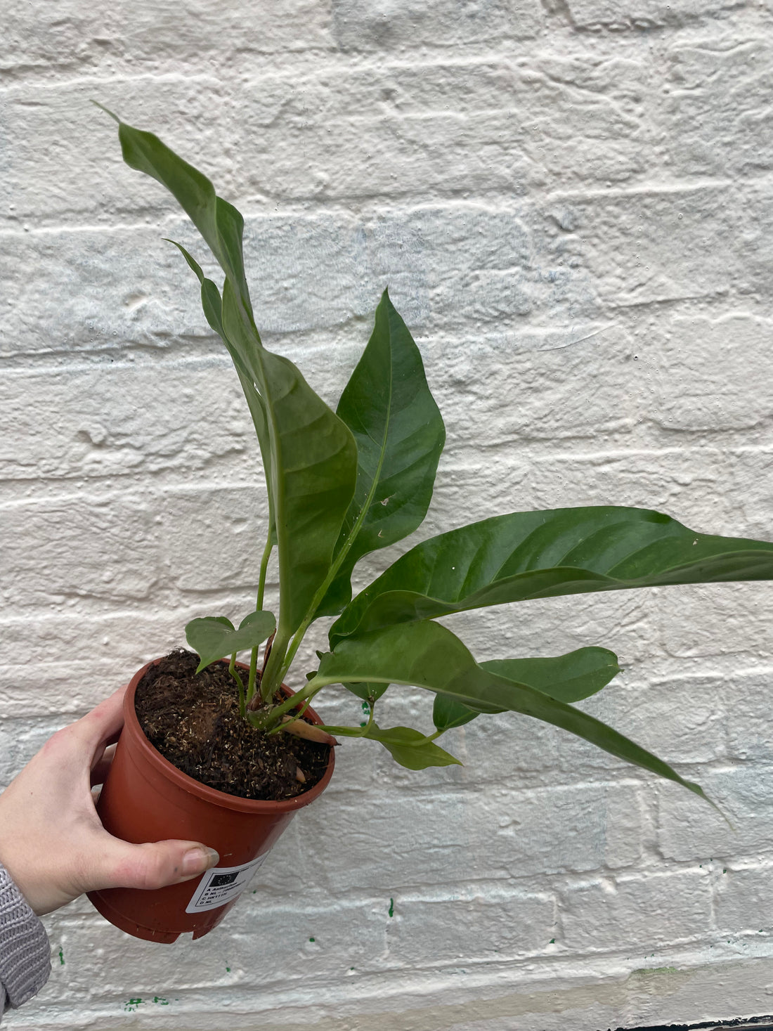 Anthurium hookeri (Birds nest Anthurium)