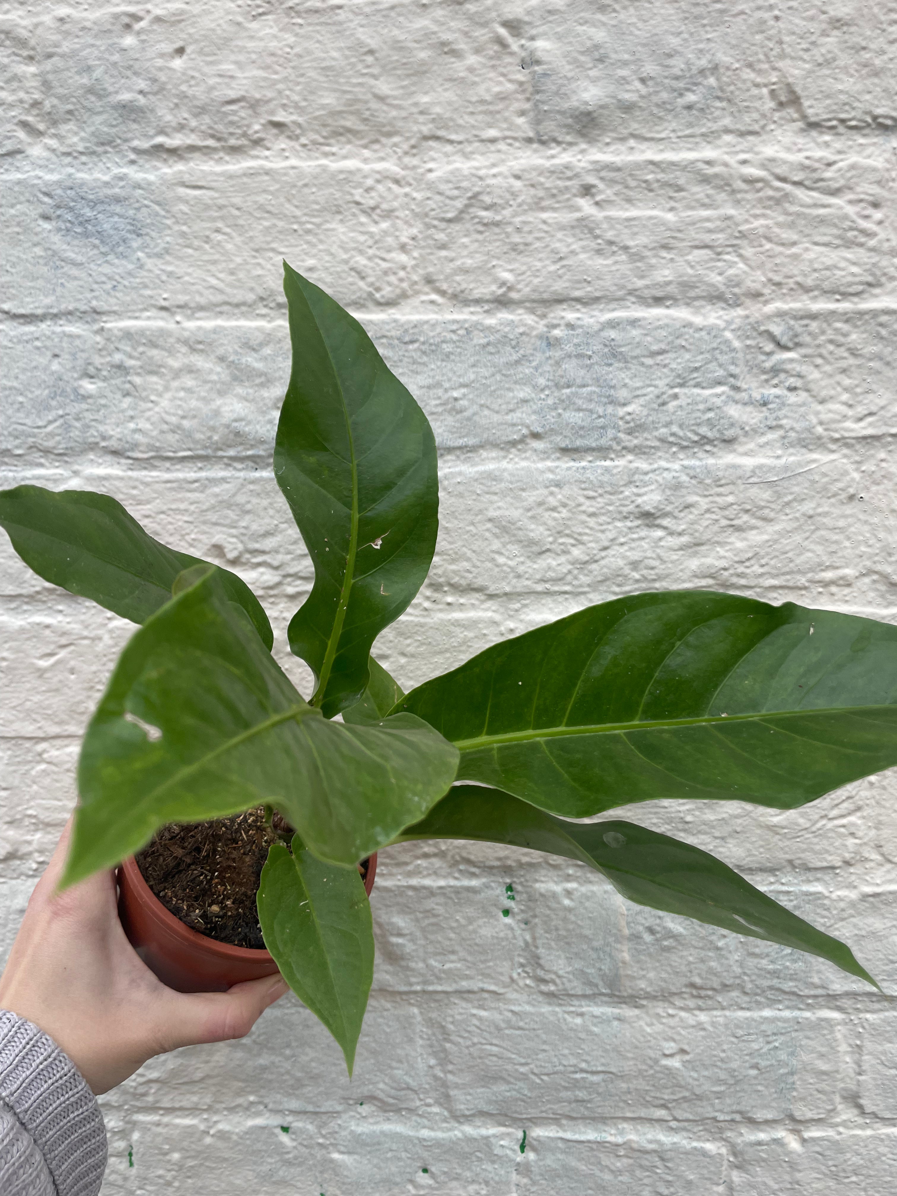 Anthurium hookeri (Birds nest Anthurium)