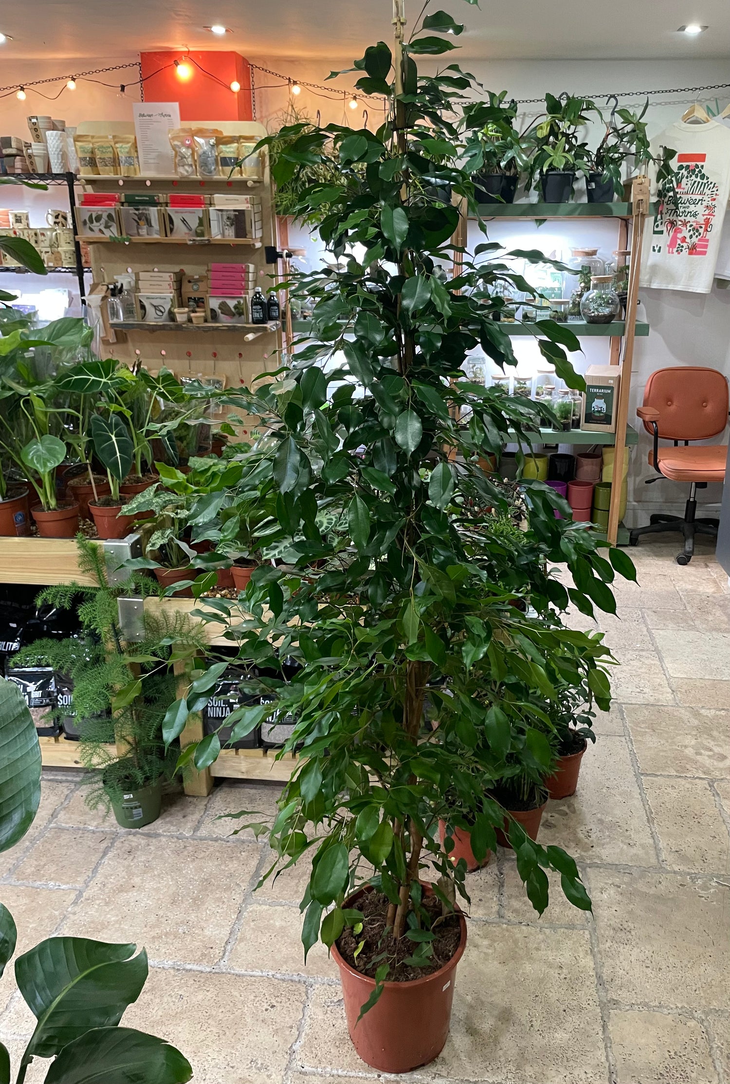 Ficus benjamina &