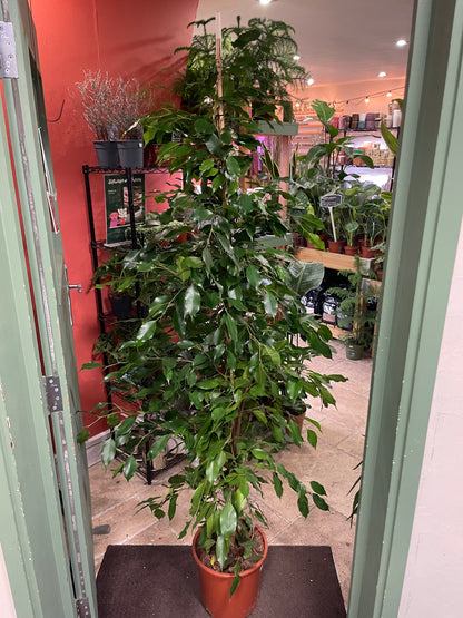 Ficus benjamina &