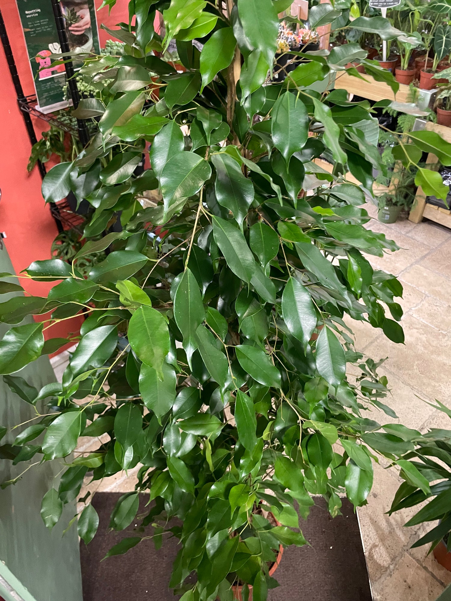 Ficus benjamina &