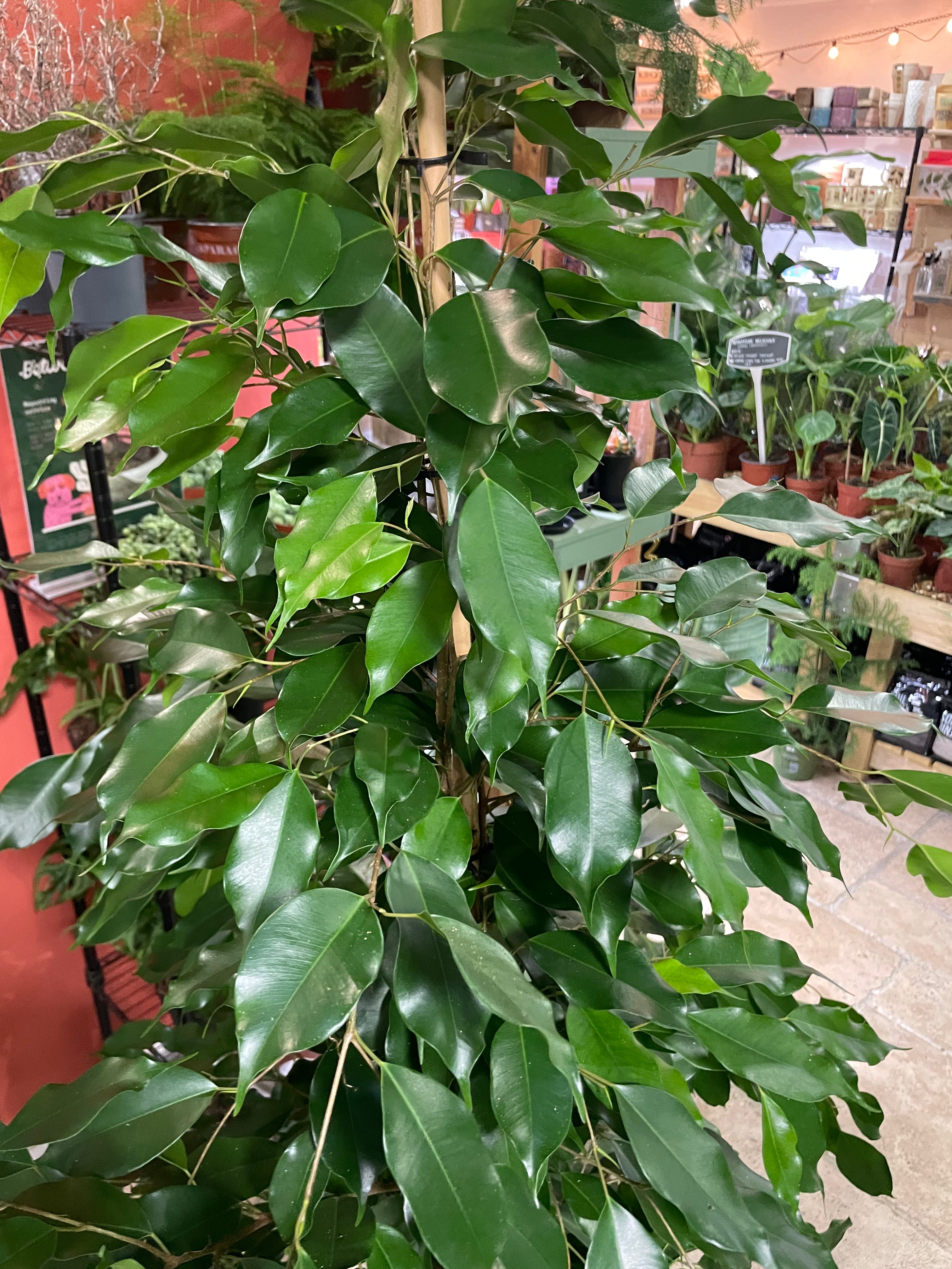 Ficus benjamina &