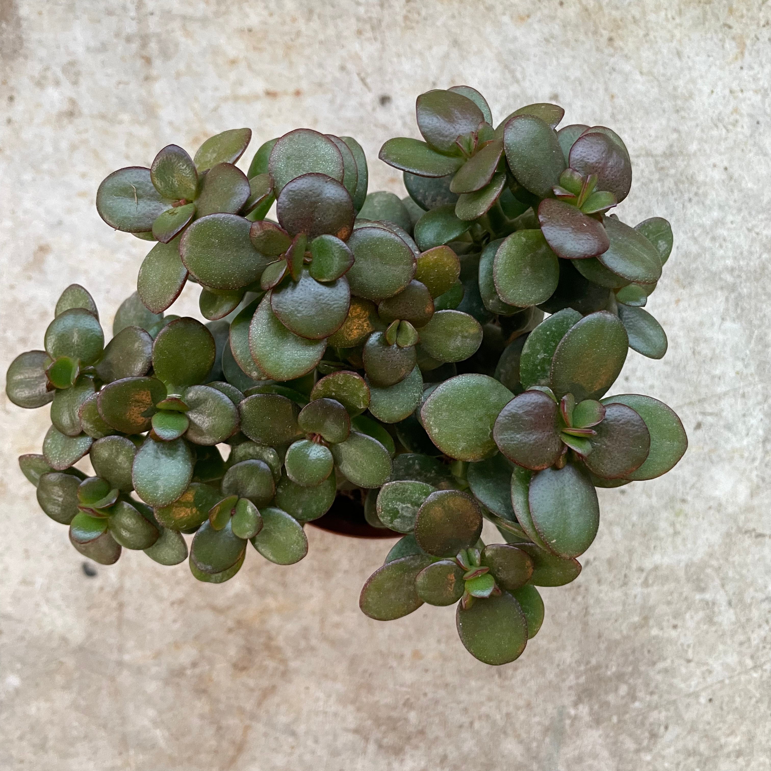 Crassula ovata &