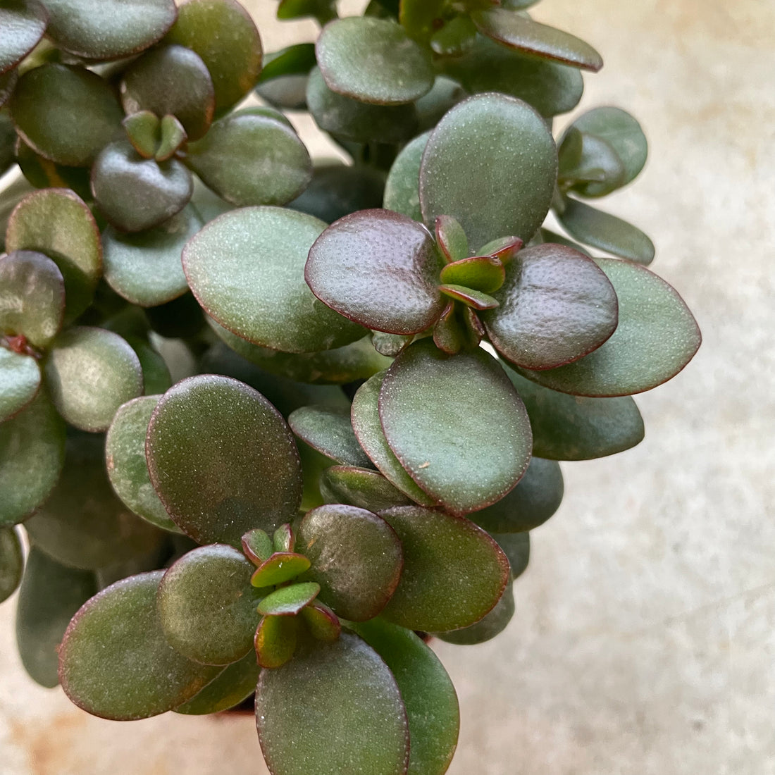 Crassula ovata &