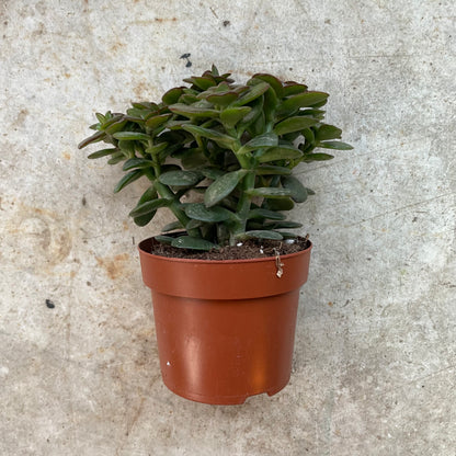 Crassula ovata &