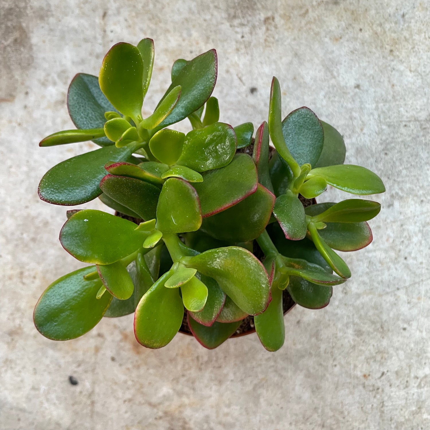 Crassula ovata &