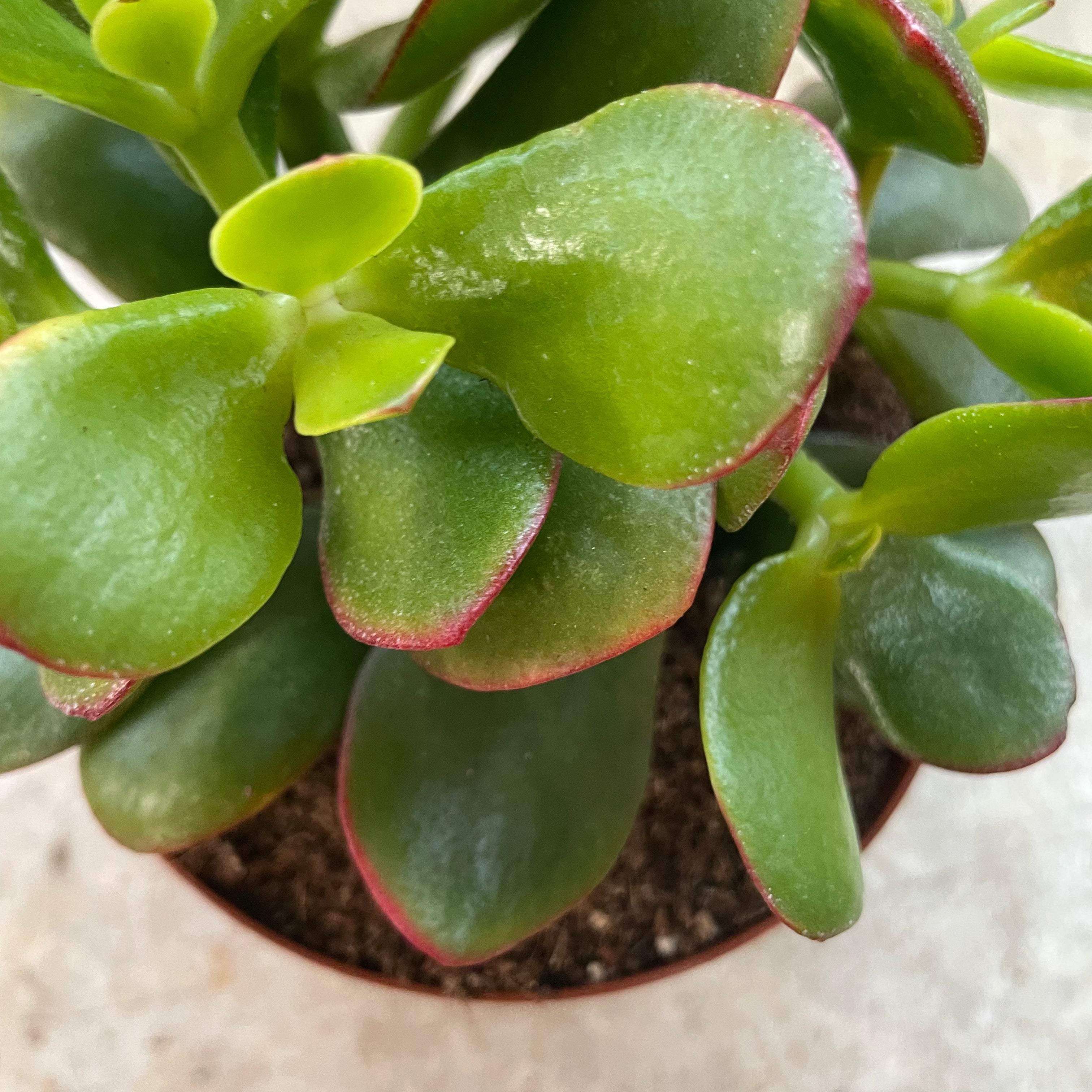 Crassula ovata &