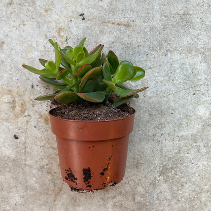 Crassula ovata &