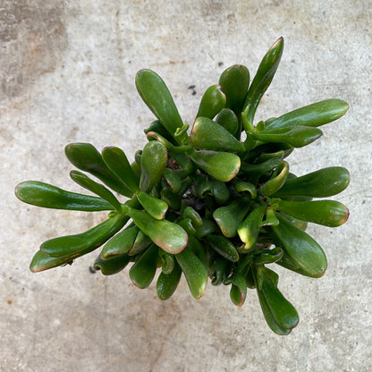 Crassula ovata &