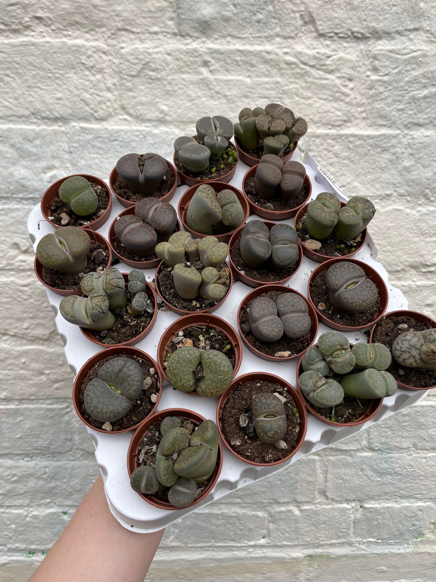 Lithops varieties (Living Stones)