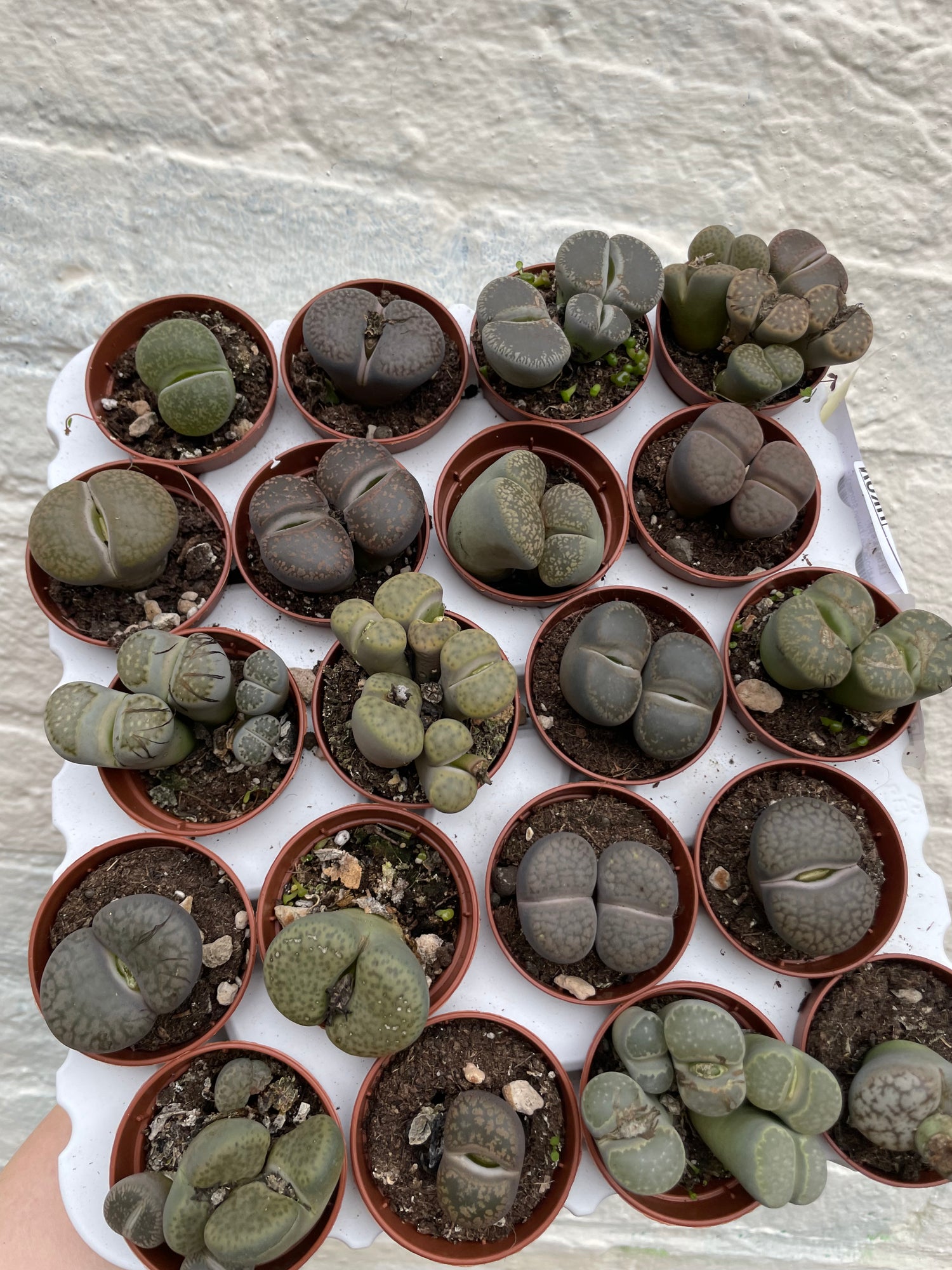 Lithops varieties (Living Stones)