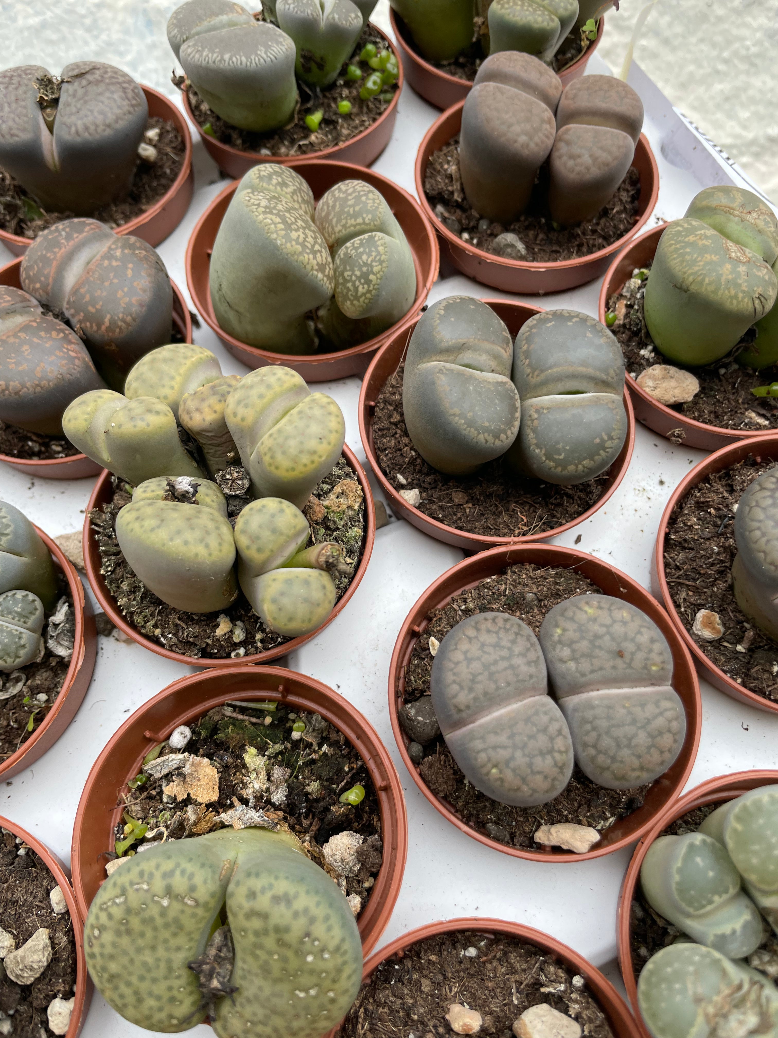 Lithops varieties (Living Stones)