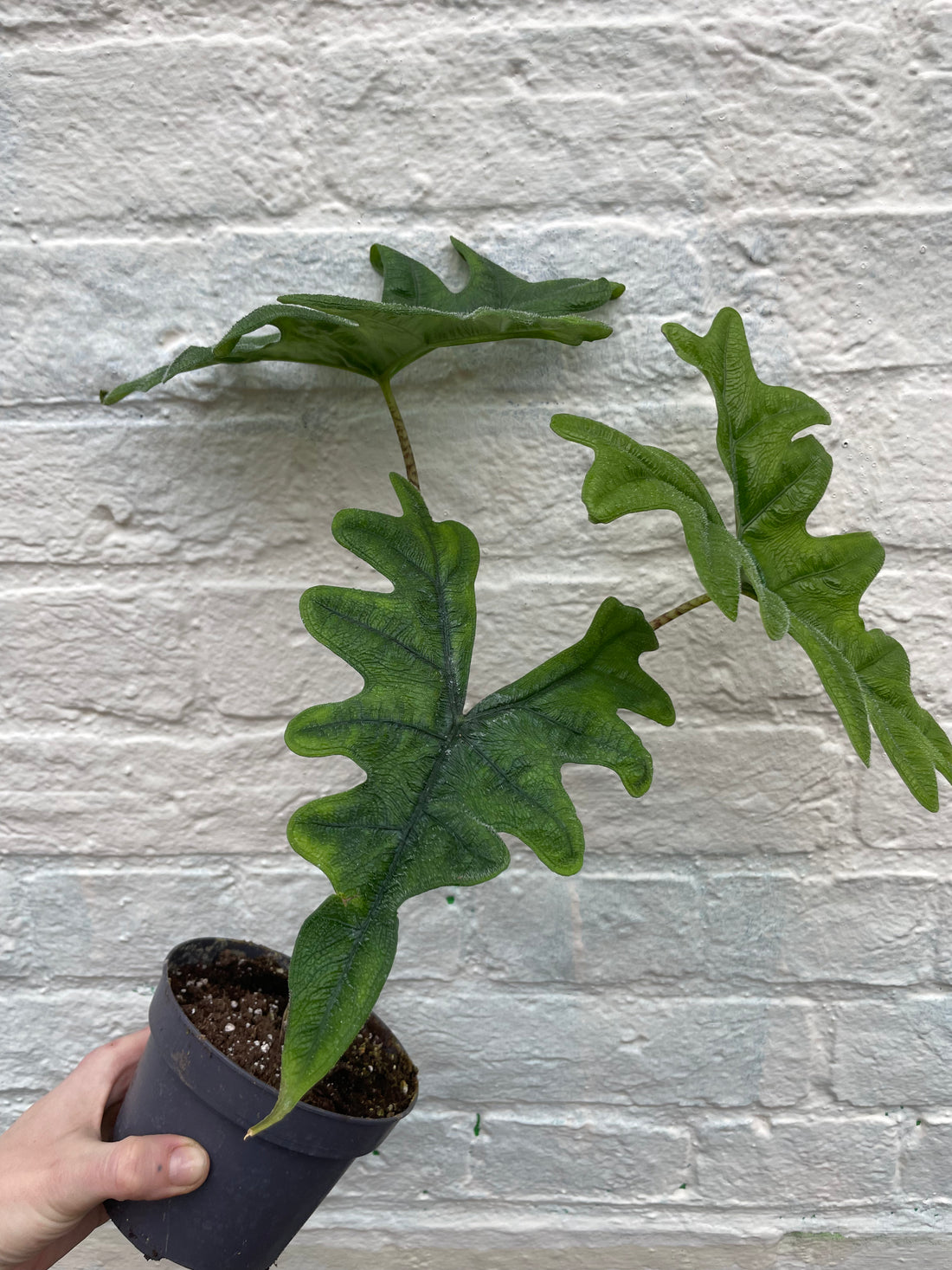 Alocasia &