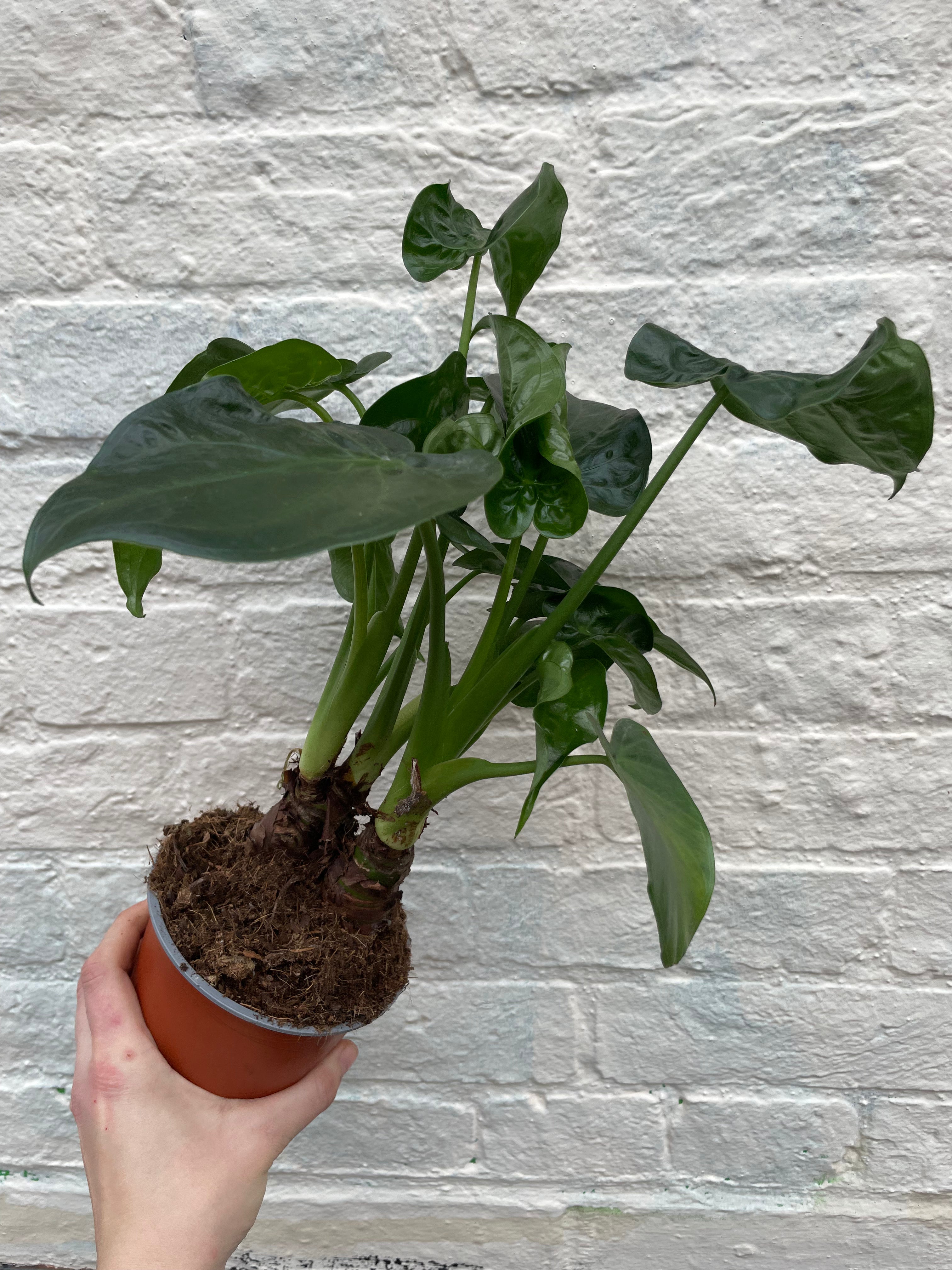 Alocasia cucullata (Hooded Dwarf Elephant Ear)