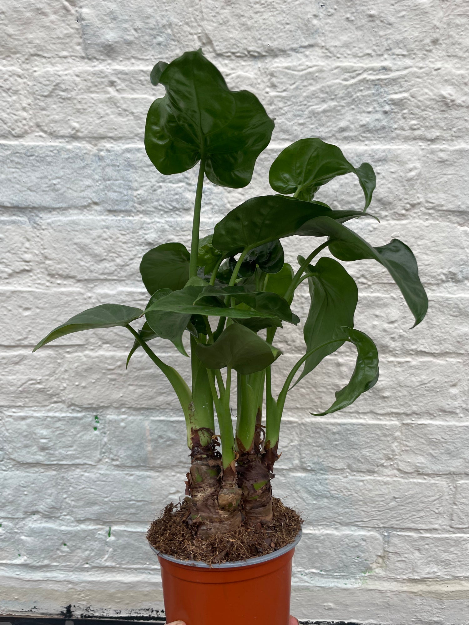 Alocasia cucullata (Hooded Dwarf Elephant Ear)