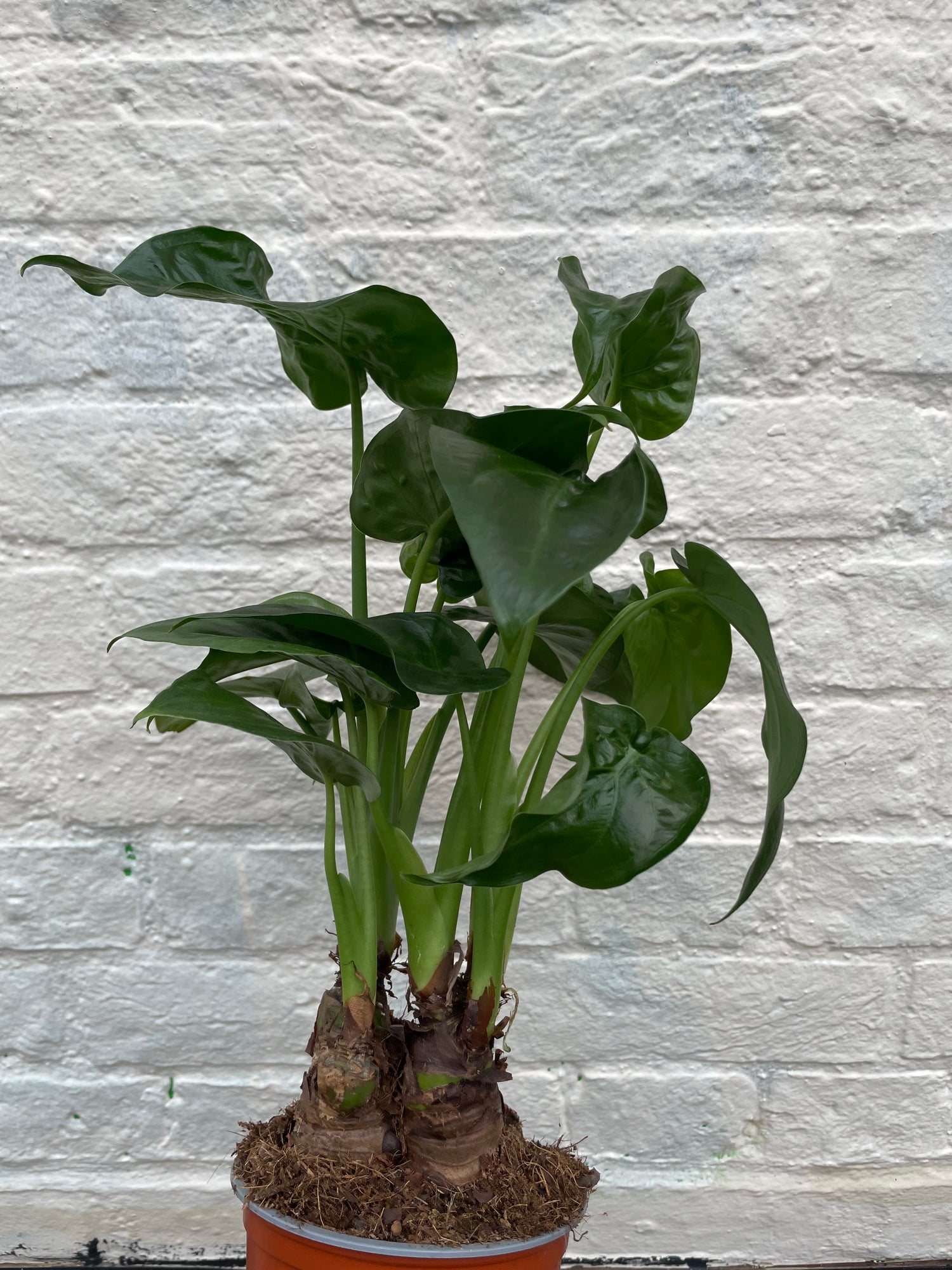 Alocasia cucullata (Hooded Dwarf Elephant Ear)