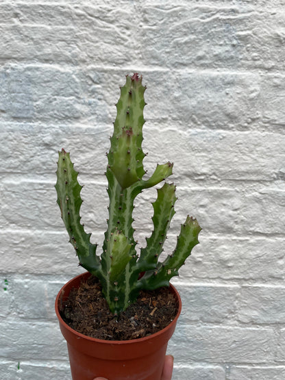 Euphorbia lactea (Mottled candlestick tree)