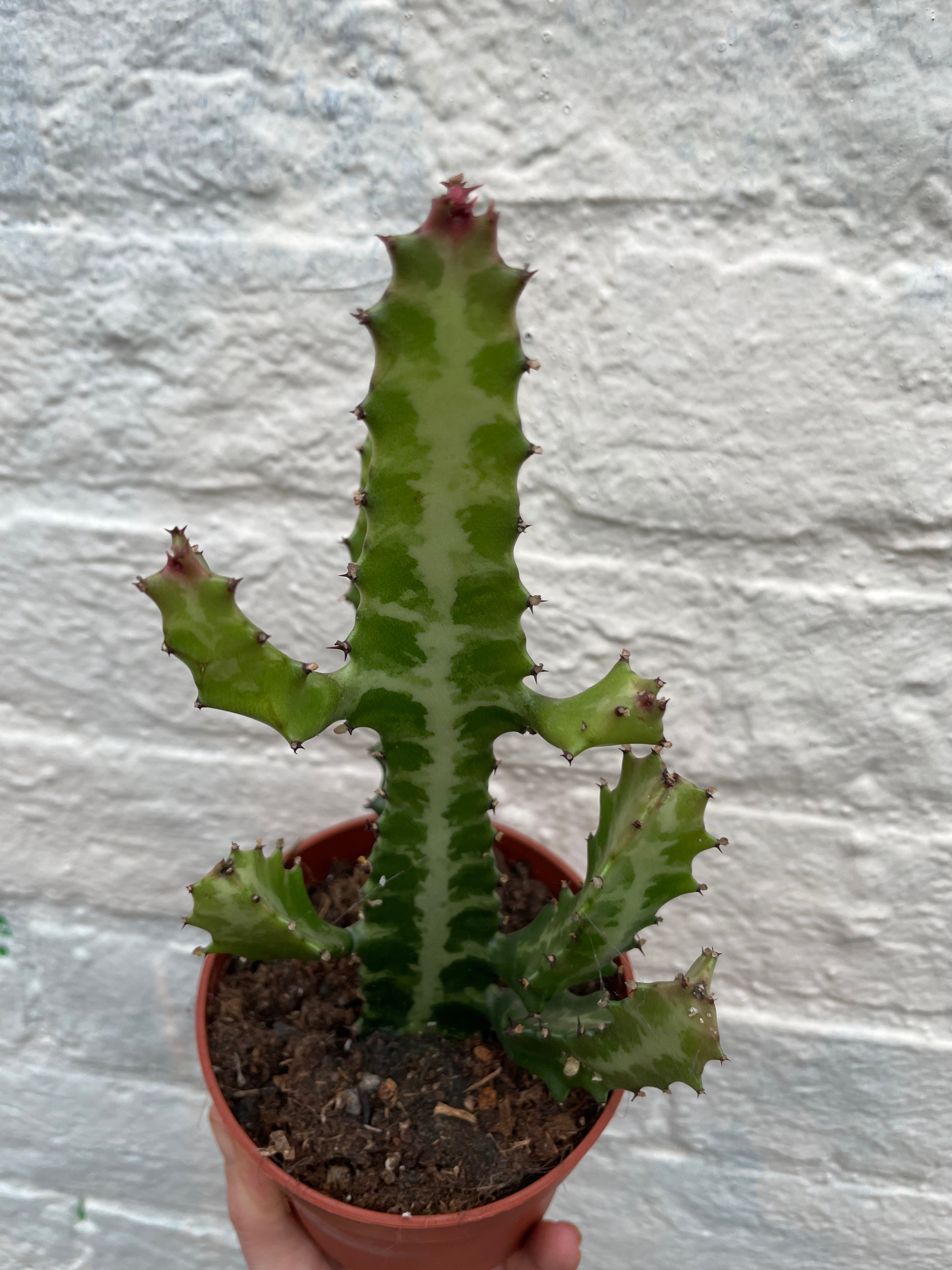 Euphorbia lactea (Mottled candlestick tree)