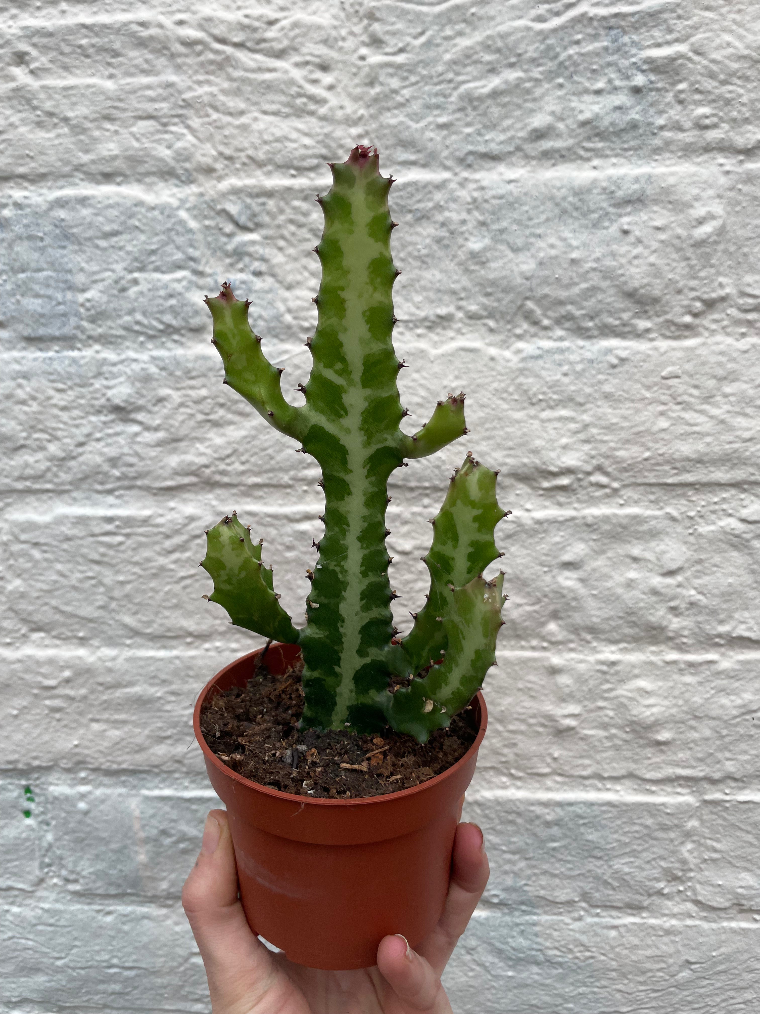 Euphorbia lactea (Mottled candlestick tree)