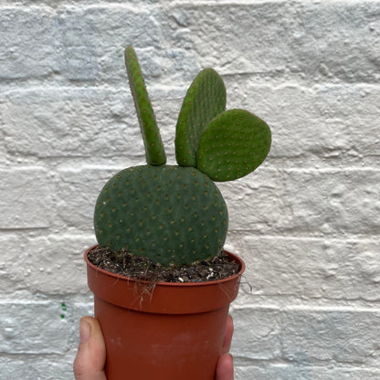 Opuntia microdasys Varieties (Bunny ear/ Angel wing cactus)