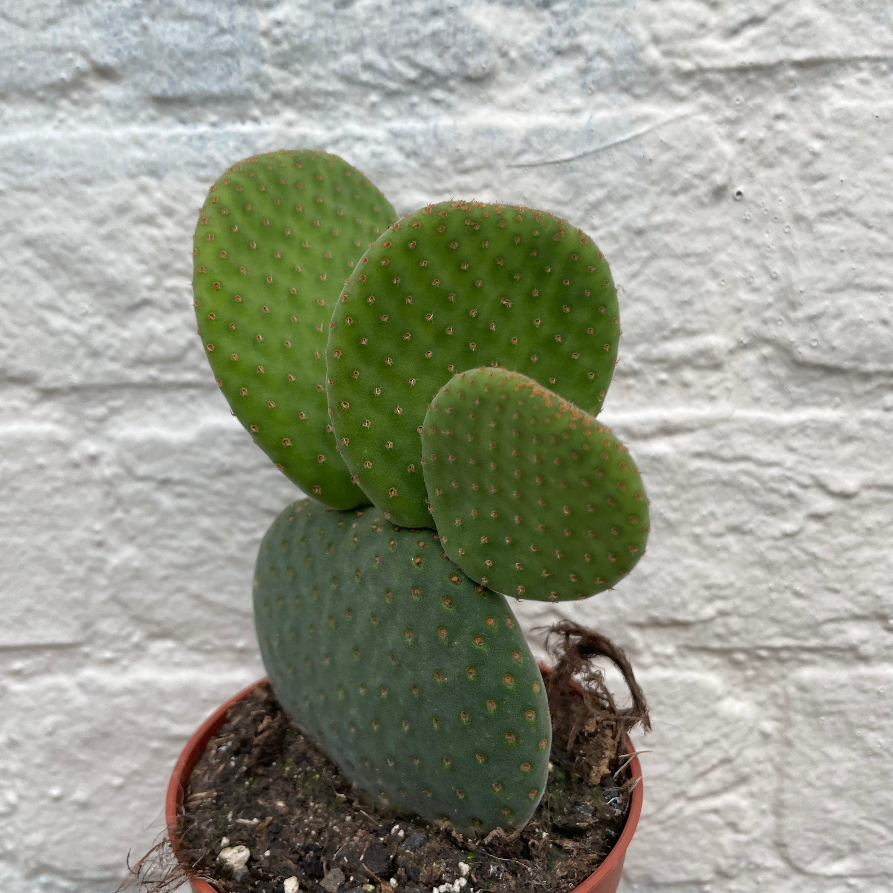 Opuntia microdasys Varieties (Bunny ear/ Angel wing cactus)