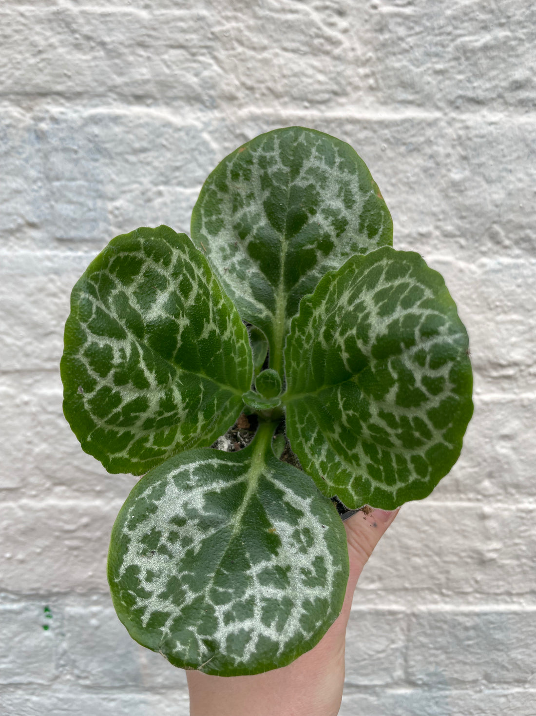 Streptocarpus &