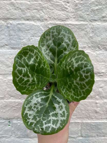 Streptocarpus &