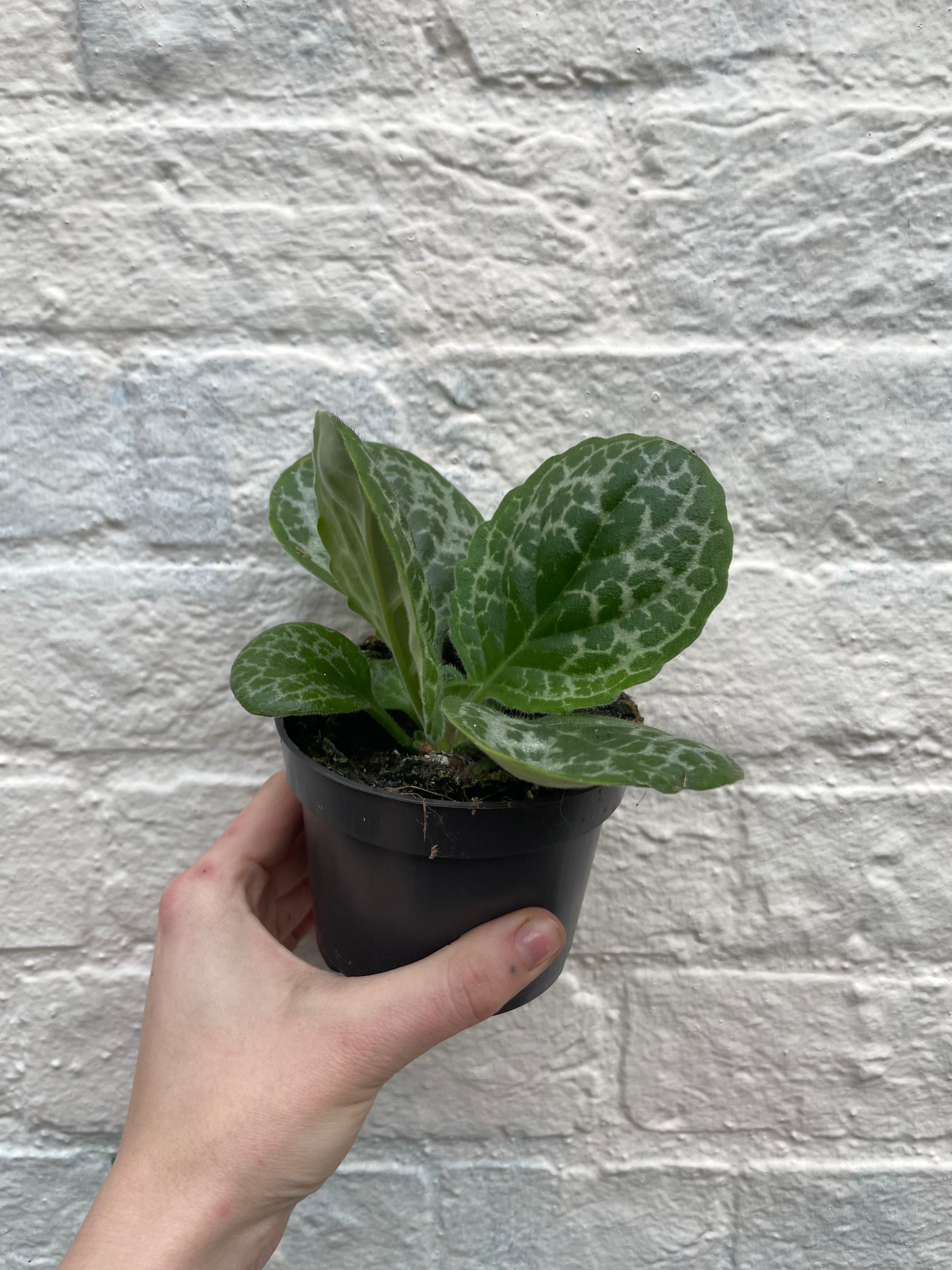 Streptocarpus &