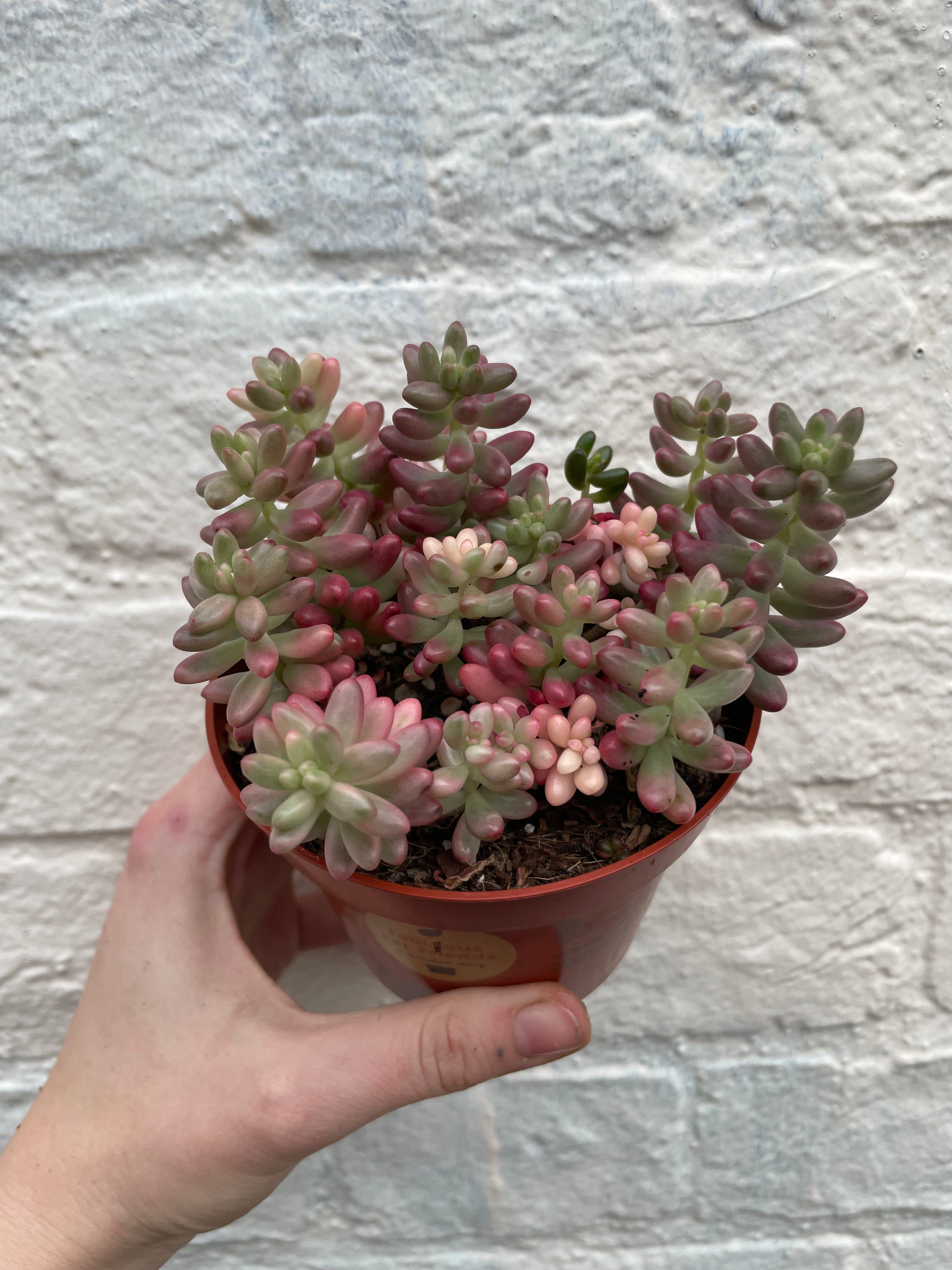 Sedum rubrotinctum rosea &