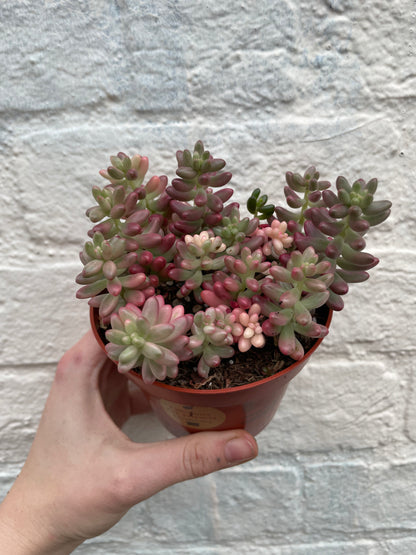 Sedum rubrotinctum rosea &