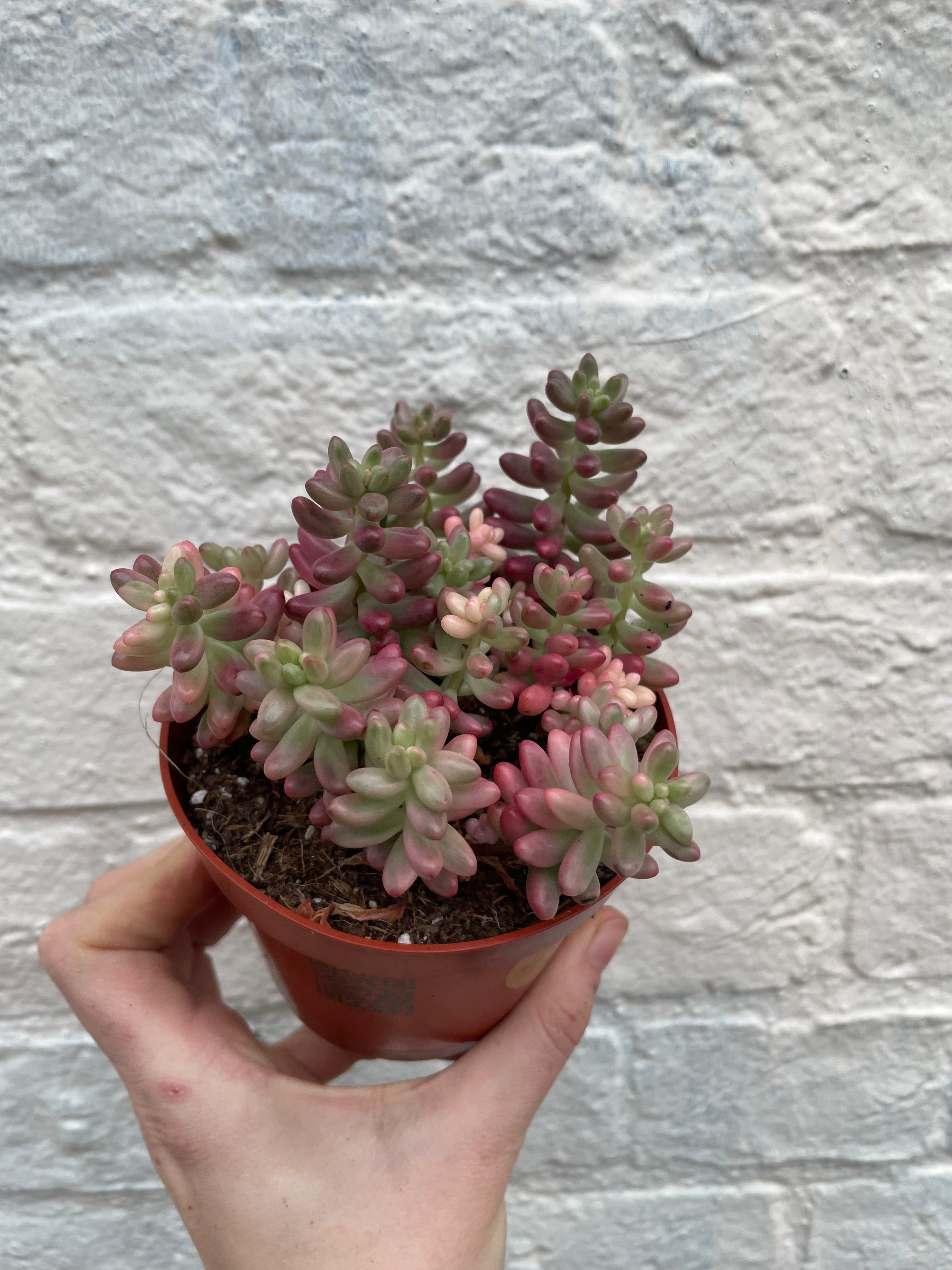 Sedum rubrotinctum rosea &