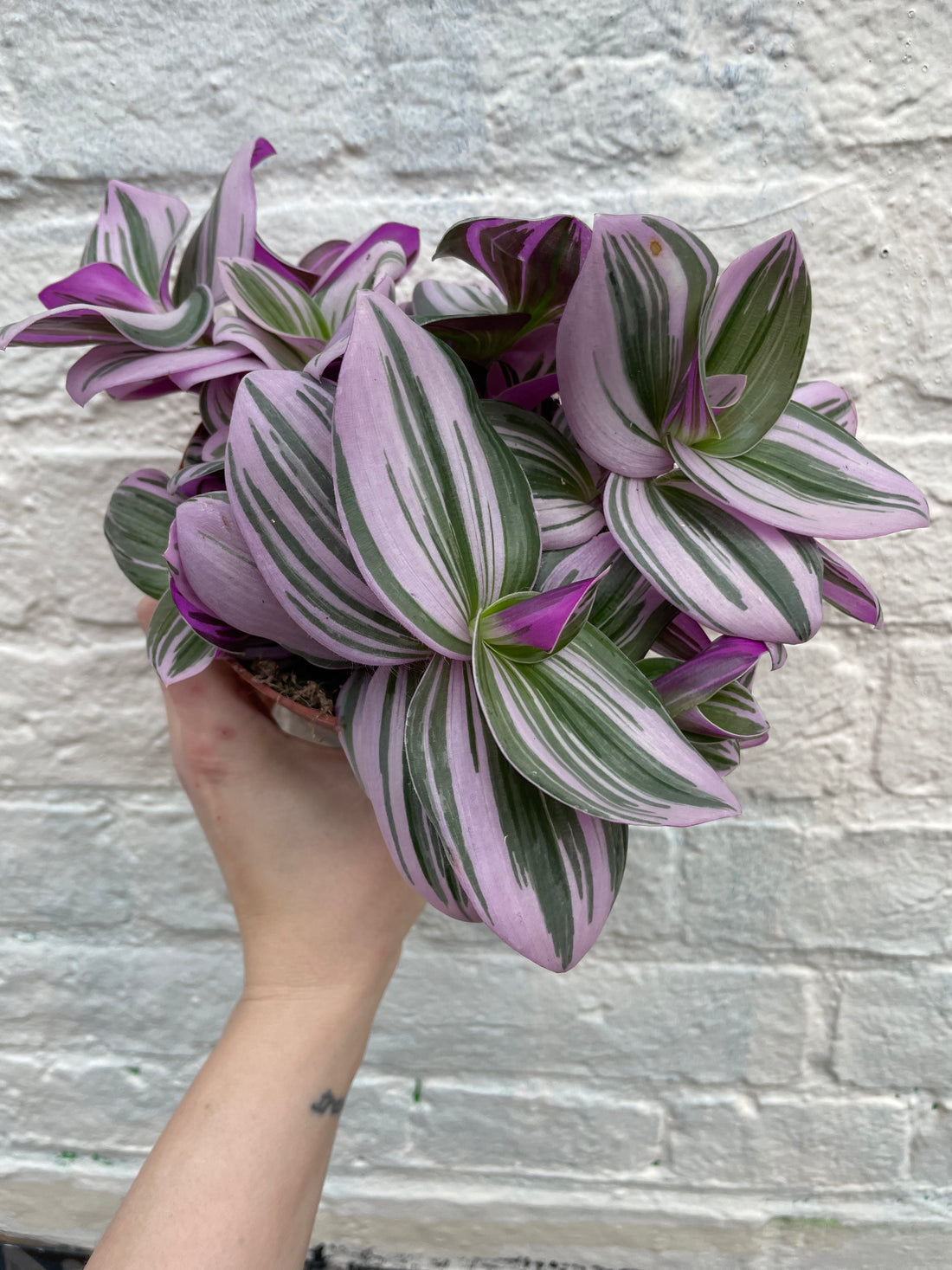 Tradescantia &