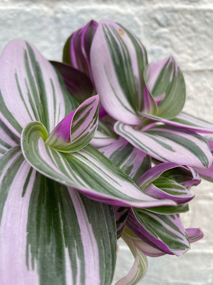 Tradescantia &