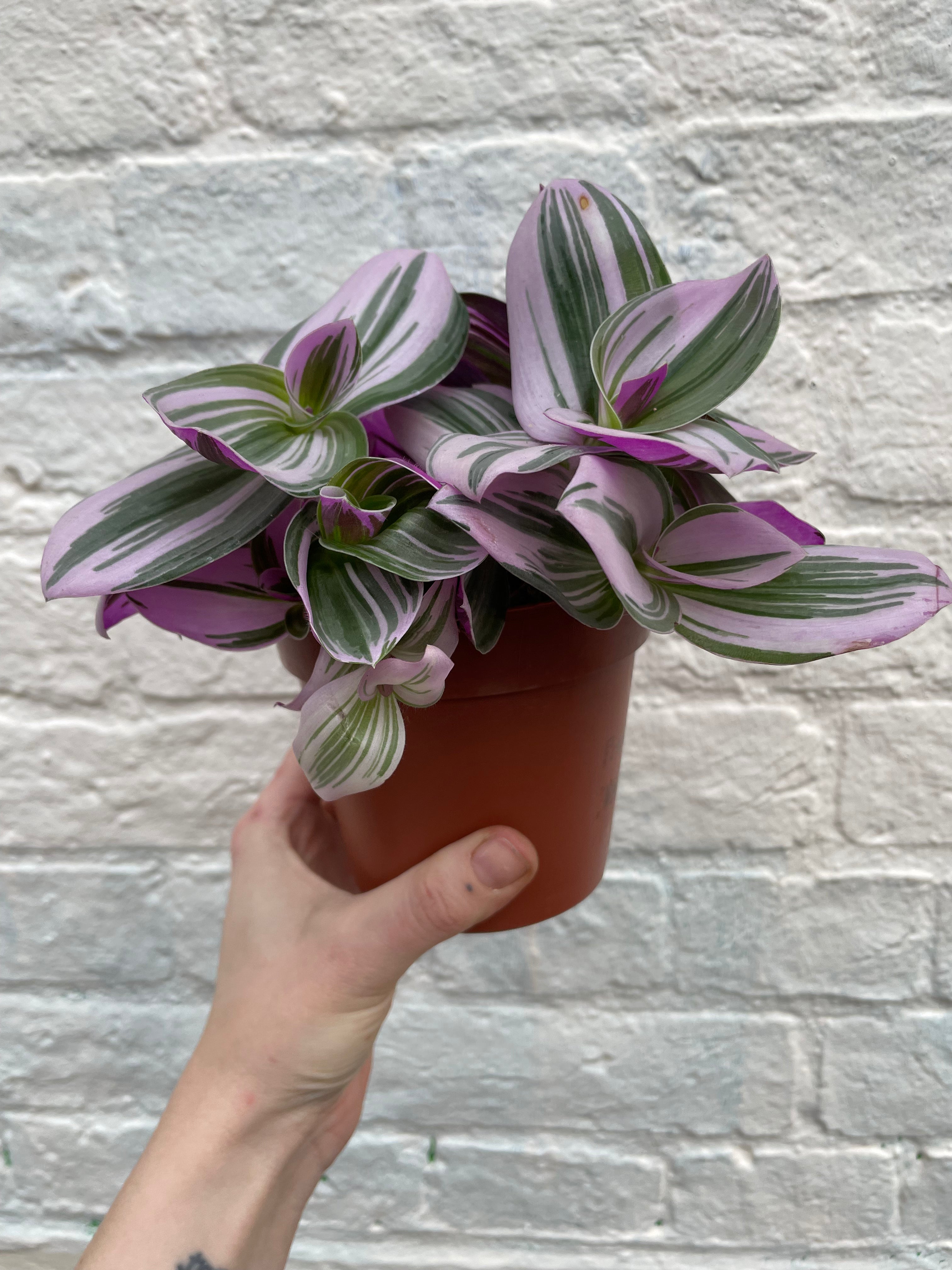 Tradescantia &