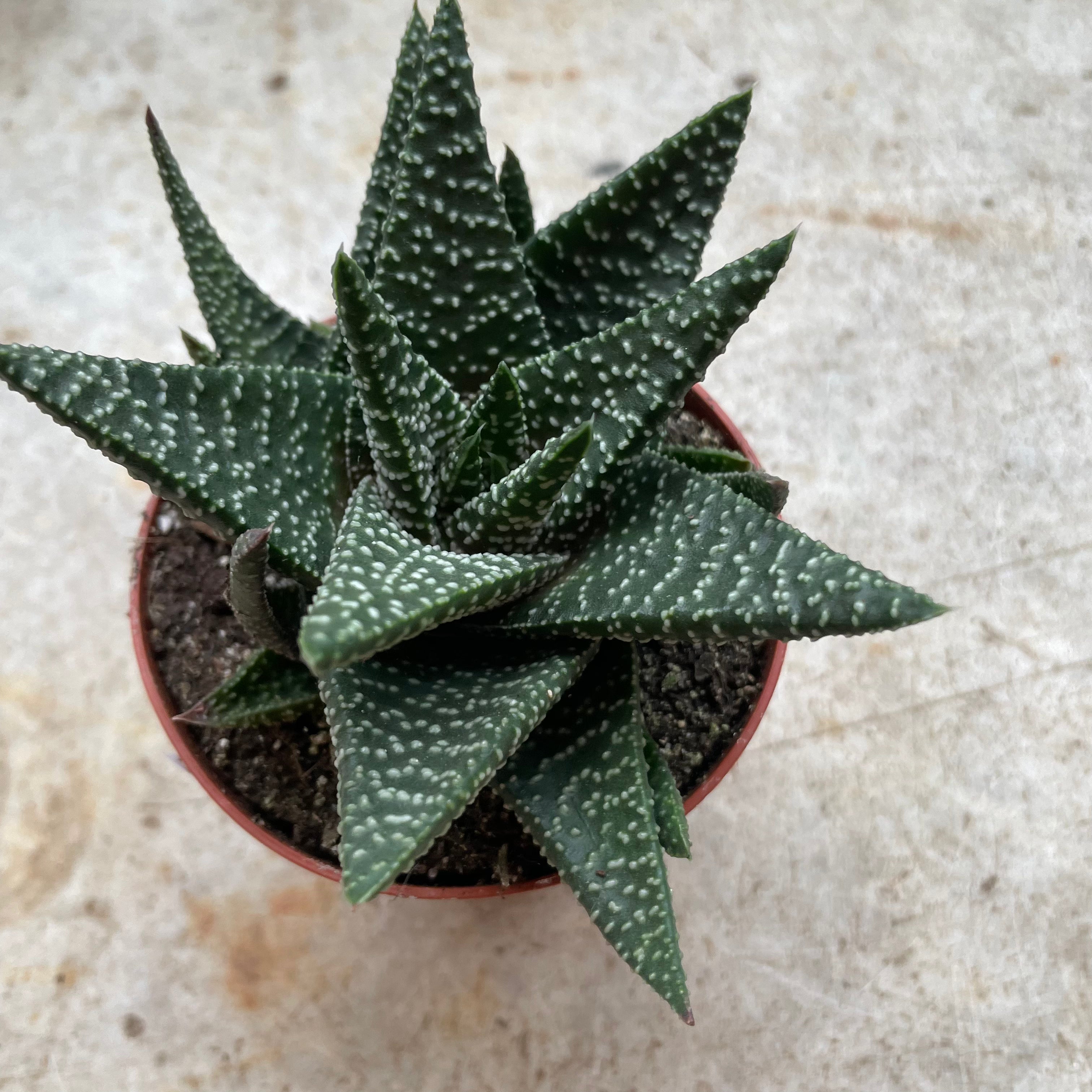 Gasteria &